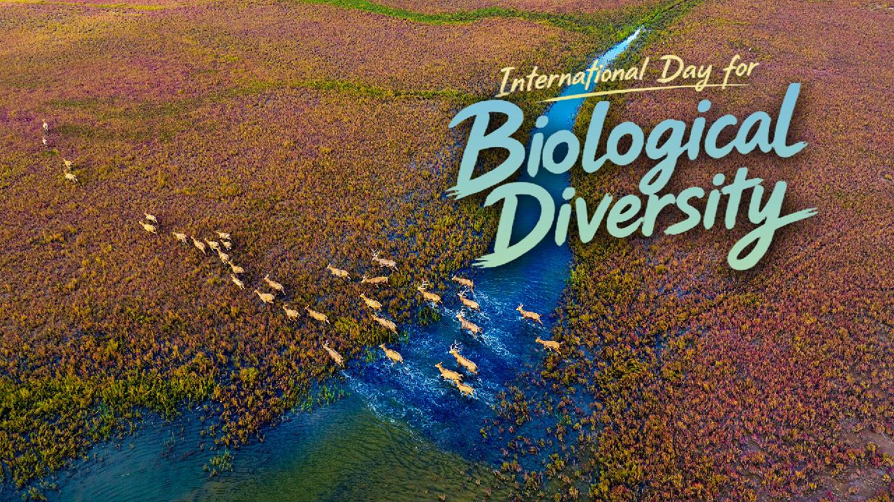 China's biodiversity gains reach global stage
