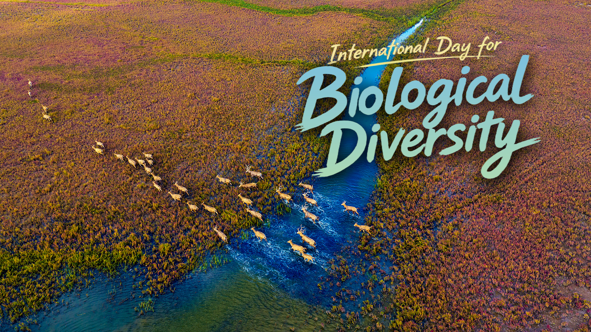 China's biodiversity gains reach global stage
