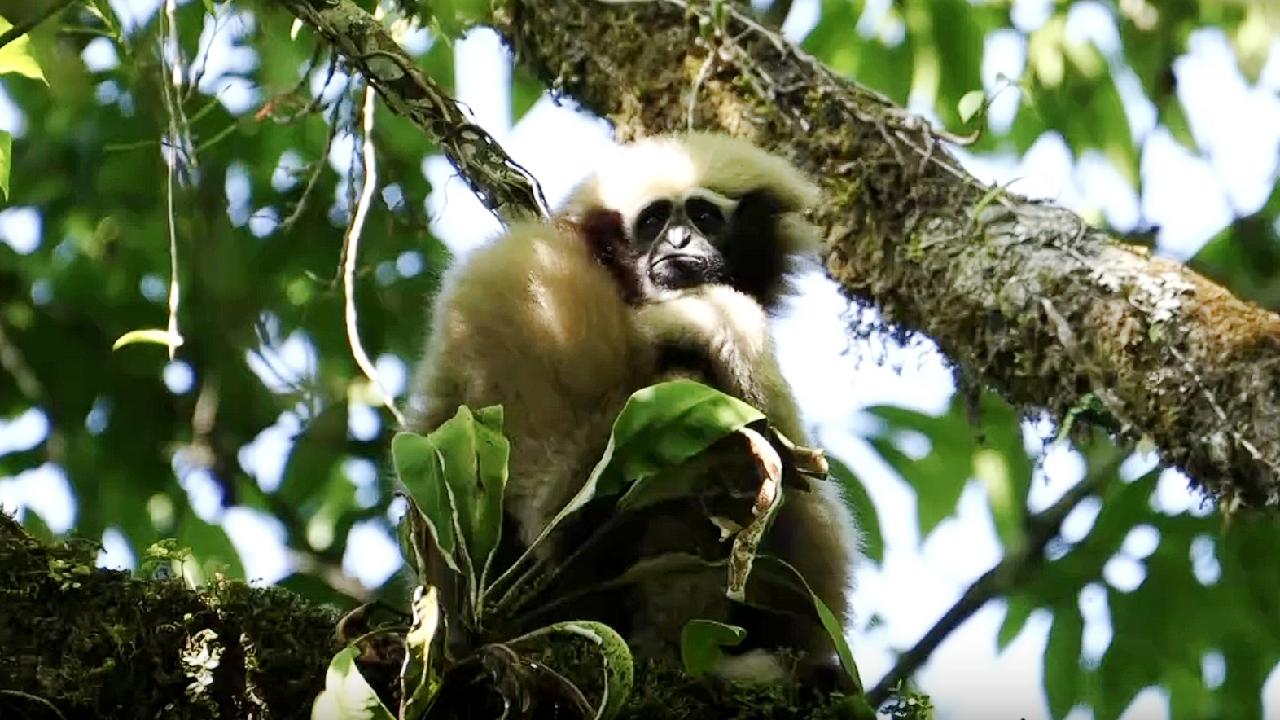 Gaoligong hoolock gibbons' playful moments captured