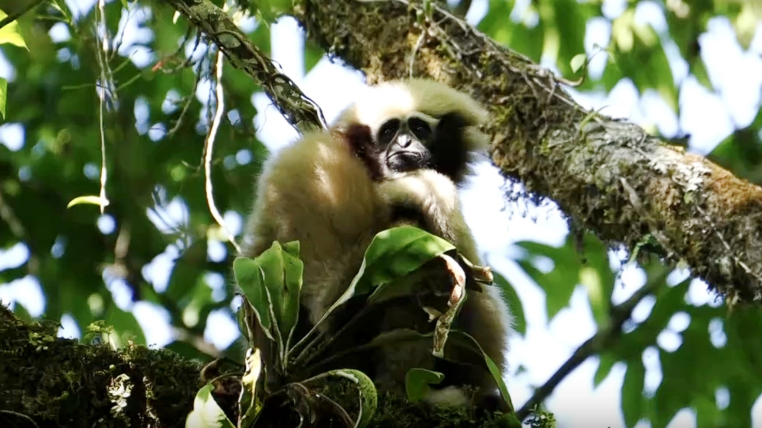 Gaoligong hoolock gibbons' playful moments captured