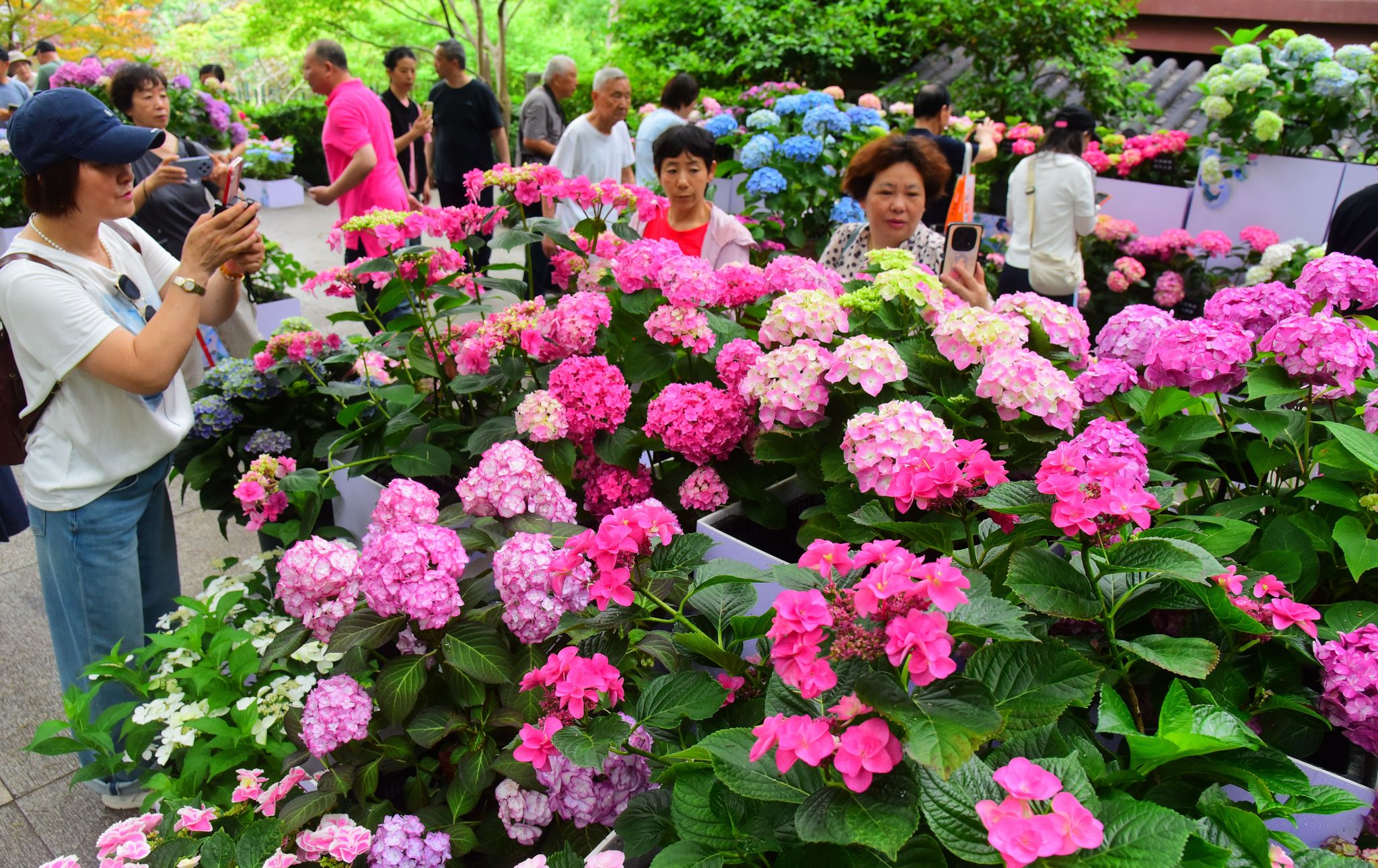 Visitors take photos at the hydrangea flower show in Hangzhou, Zhejiang Province on May 21, 2026. /VCG