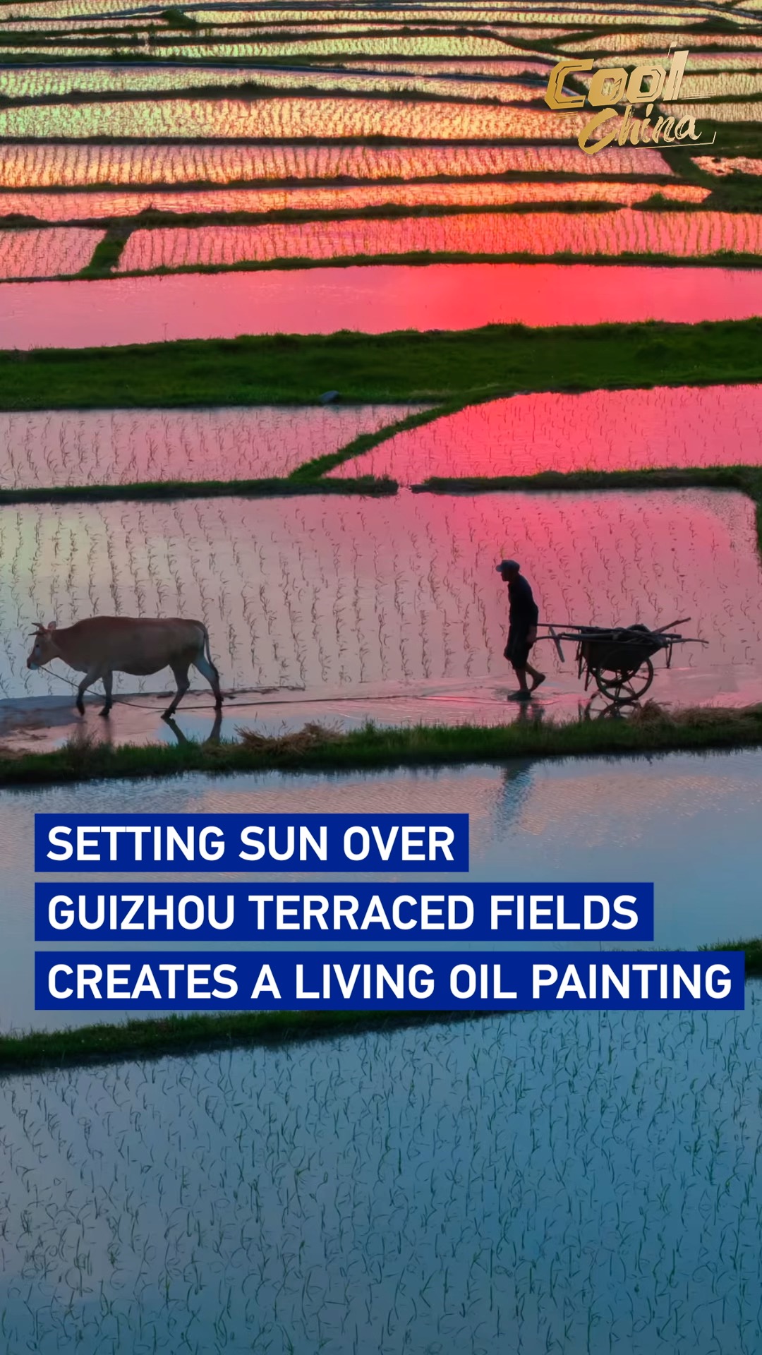 Setting sun over Guizhou's terraced fields creates living oil painting