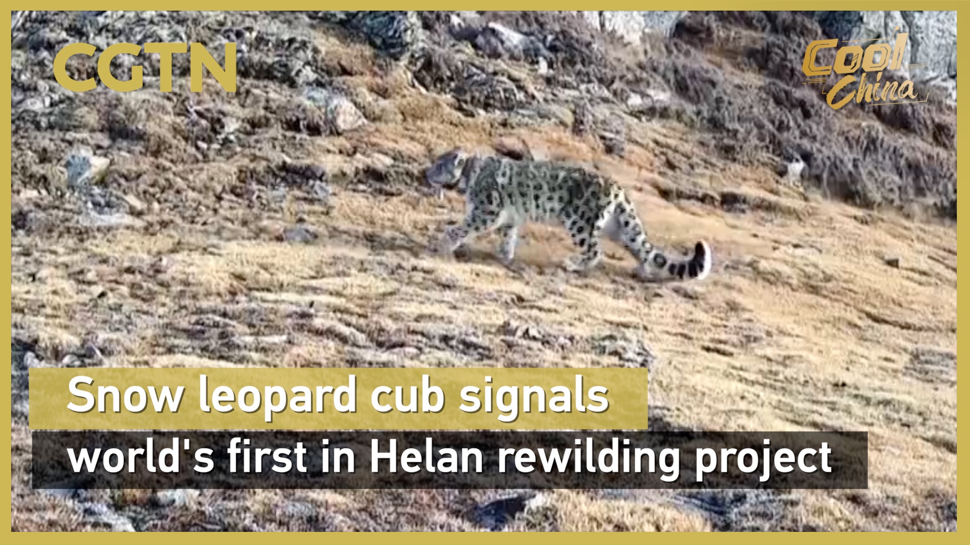 Snow leopard cub signals world's first in Helan rewilding project