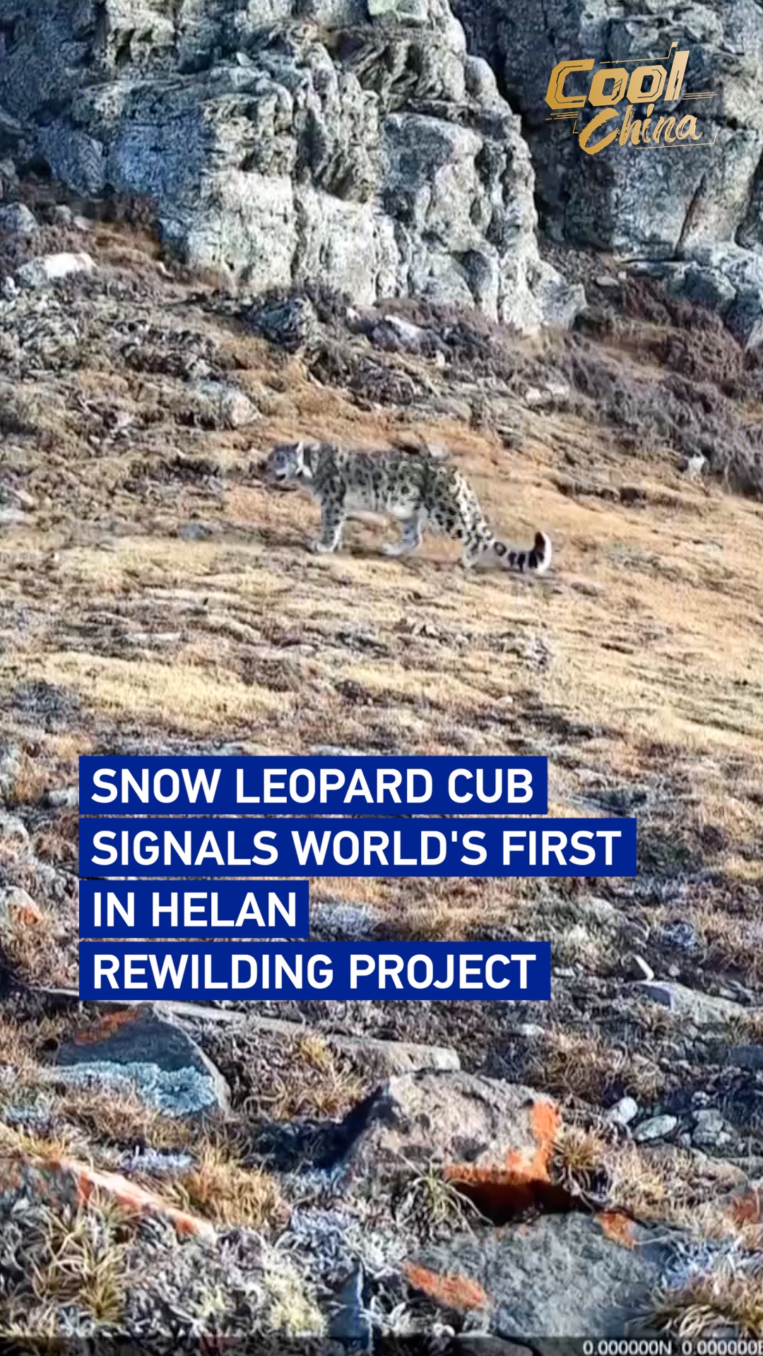 Snow leopard cub signals world's first in Helan rewilding project