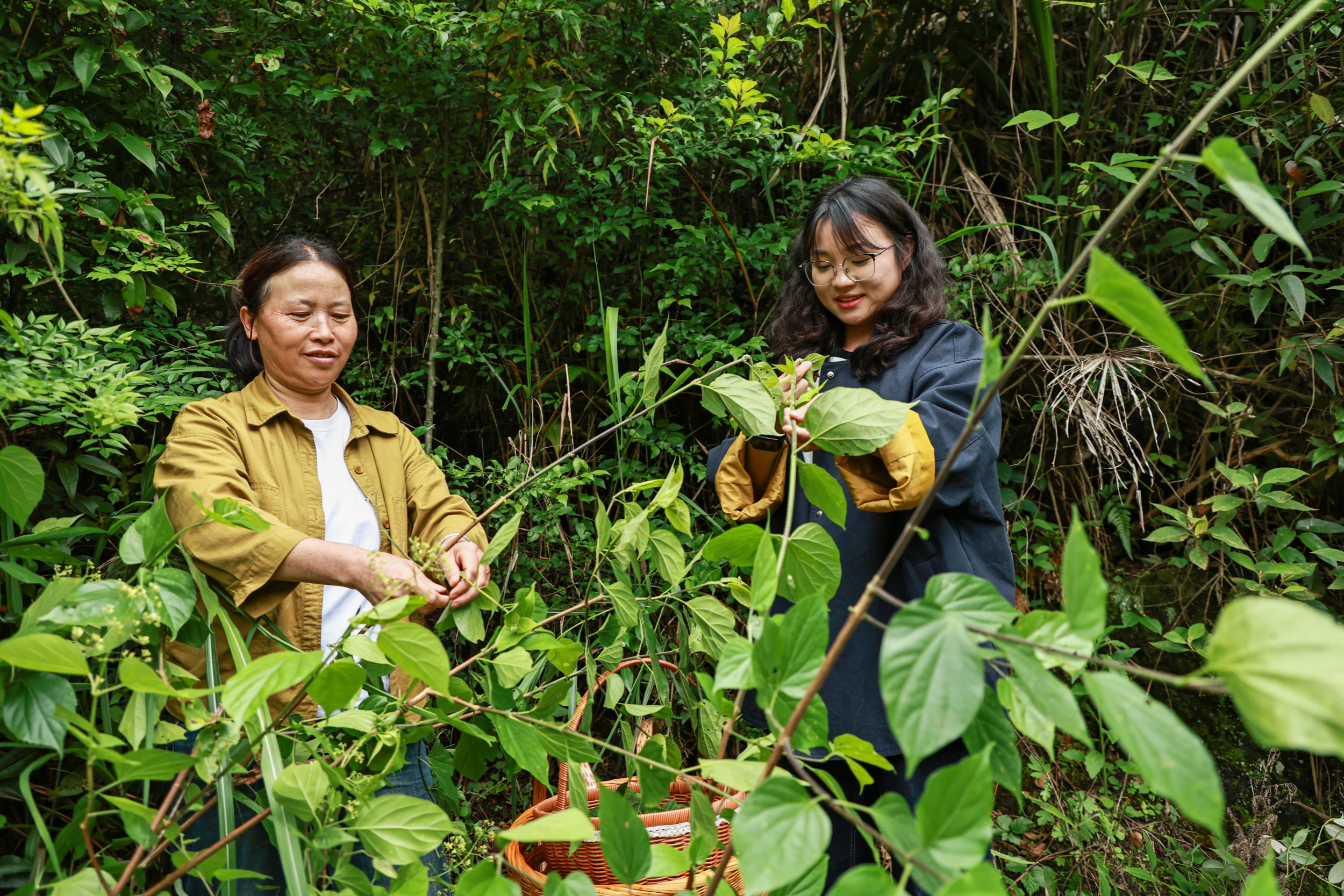 Village residents pick fresh leaves to make leaf jelly in Yinjiang Tujia and Miao Autonomous County, southwest China's Guizhou Province on May 14, 2026. /Tongren Media Convergence Center