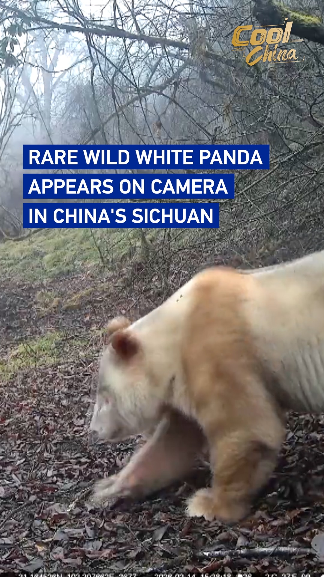 Rare wild white panda appears on camera in China's Sichuan