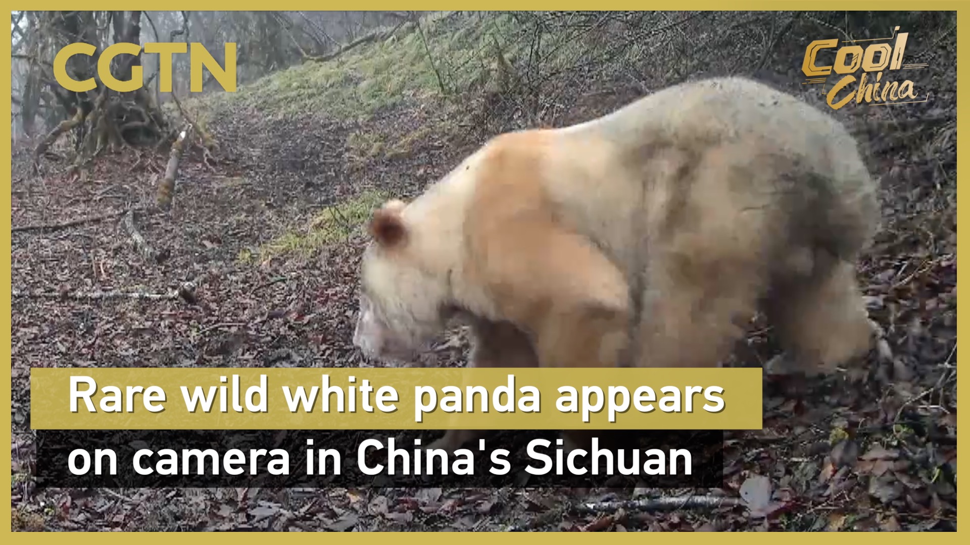Rare wild white panda appears on camera in China's Sichuan