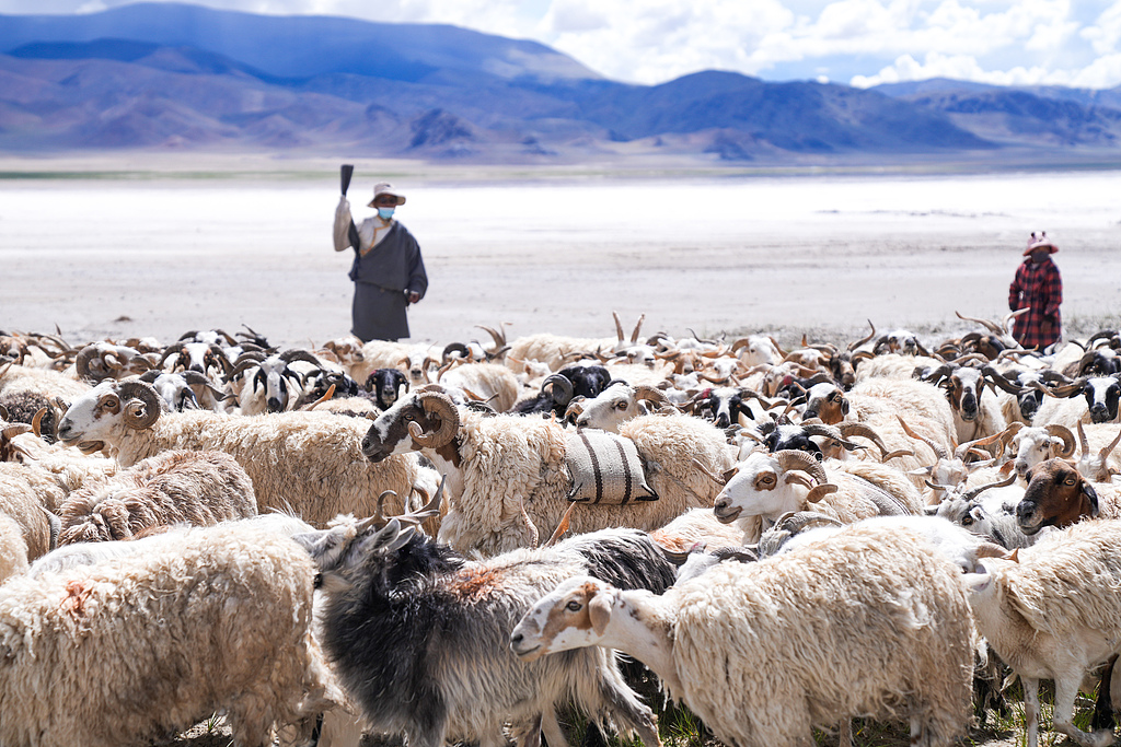 A sheep carrying a salt bag strolls among the flock, Ngari Prefecture, Xizang Autonomous Region, China, July 20, 2025. /VCG