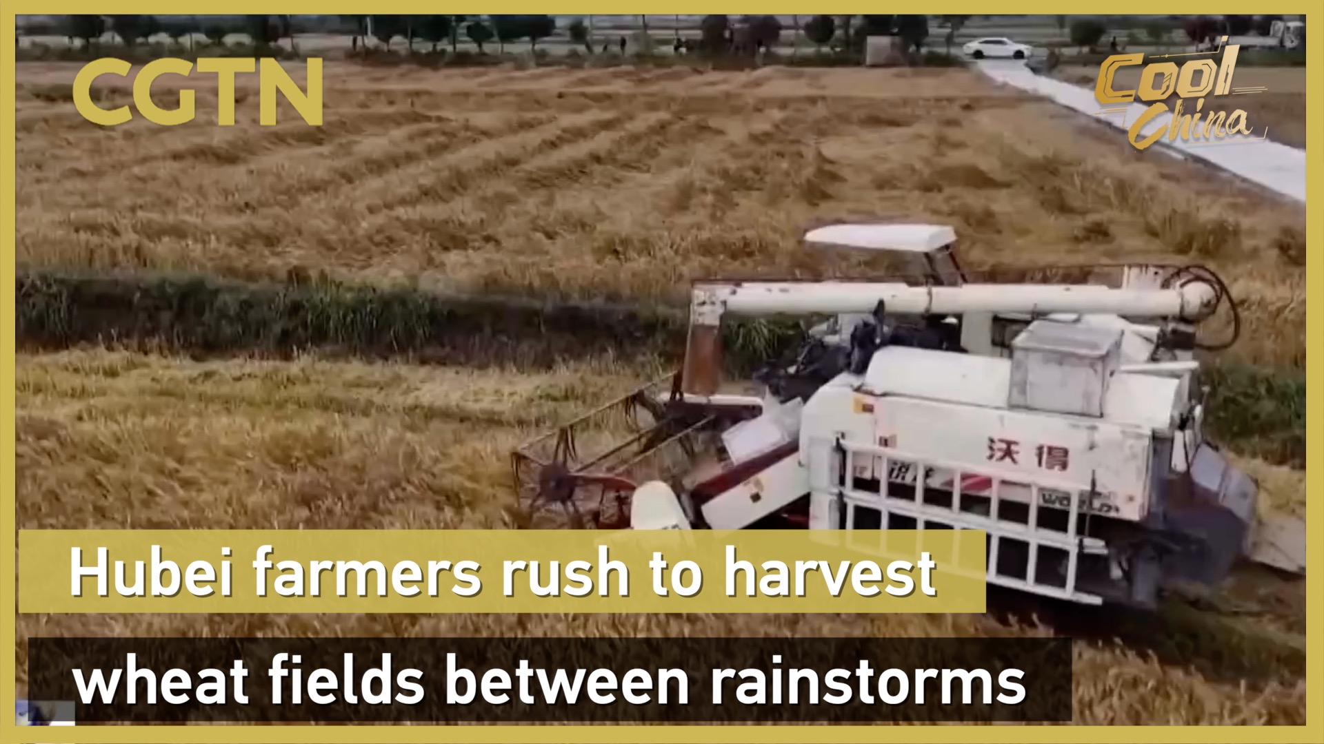 Hubei farmers rush to harvest wheat fields between rainstorms