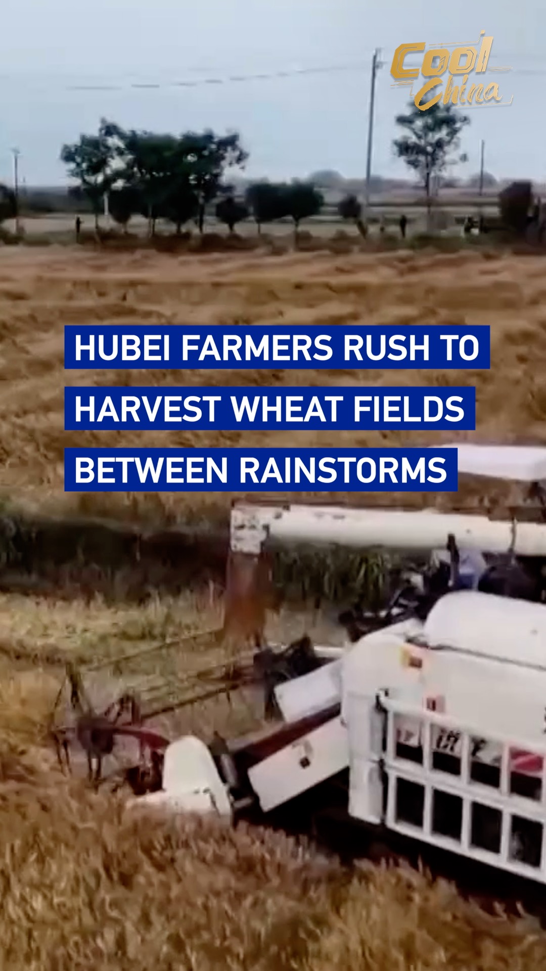 Hubei farmers rush to harvest wheat fields between rainstorms