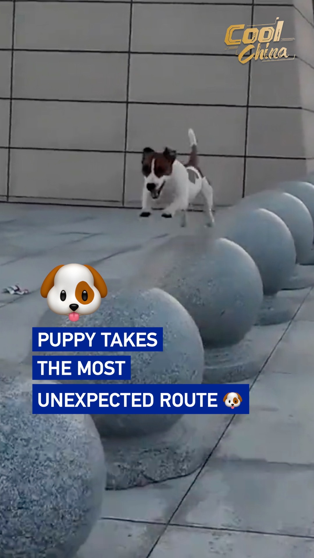 Puppy takes the most unexpected route