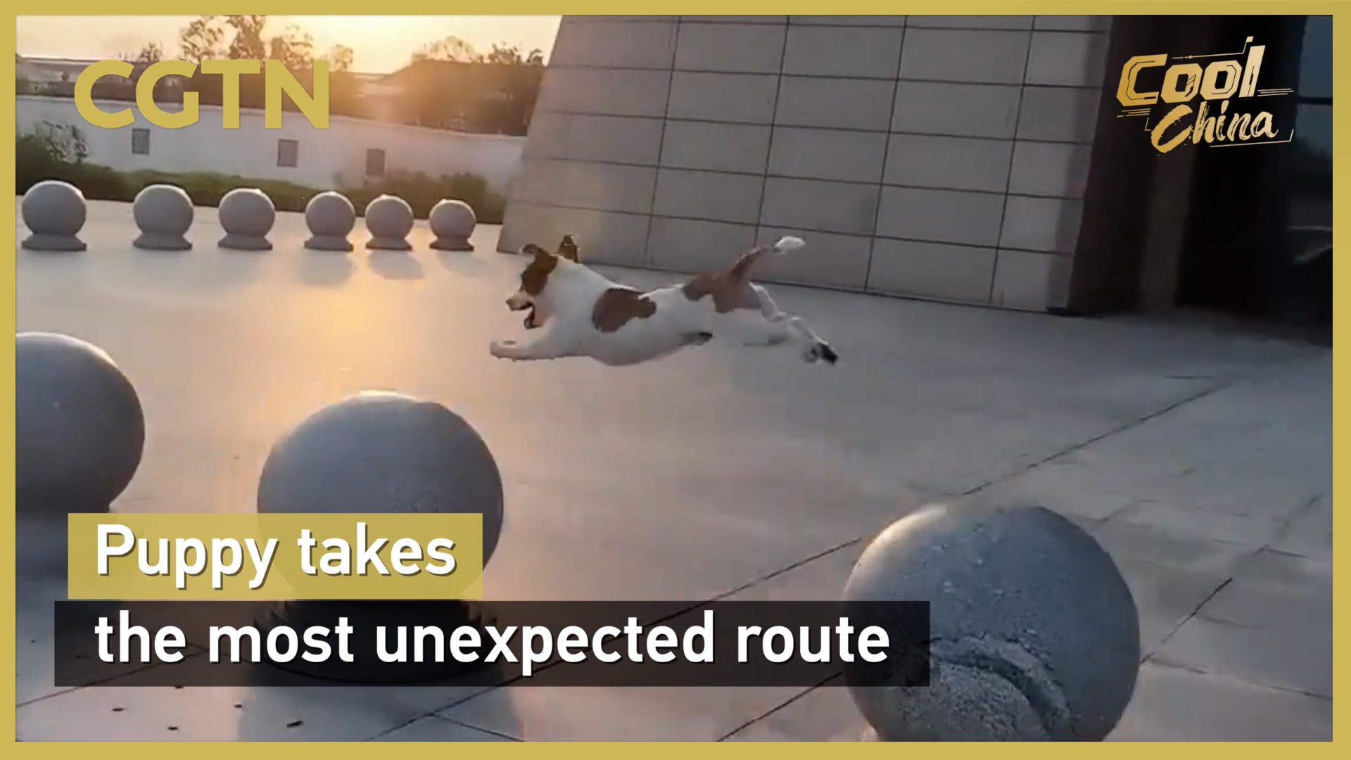 Puppy takes the most unexpected route