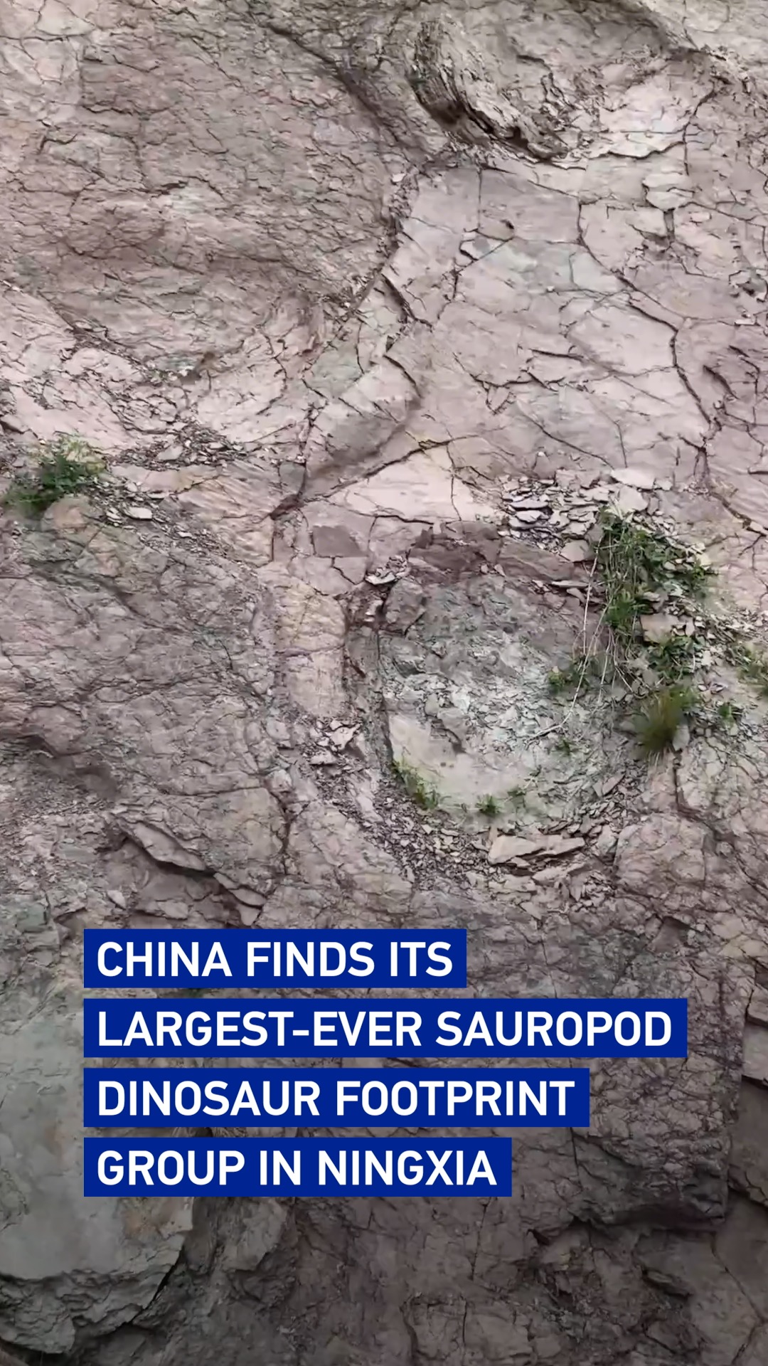 China finds its largest-ever sauropod dinosaur footprint group in Ningxia 