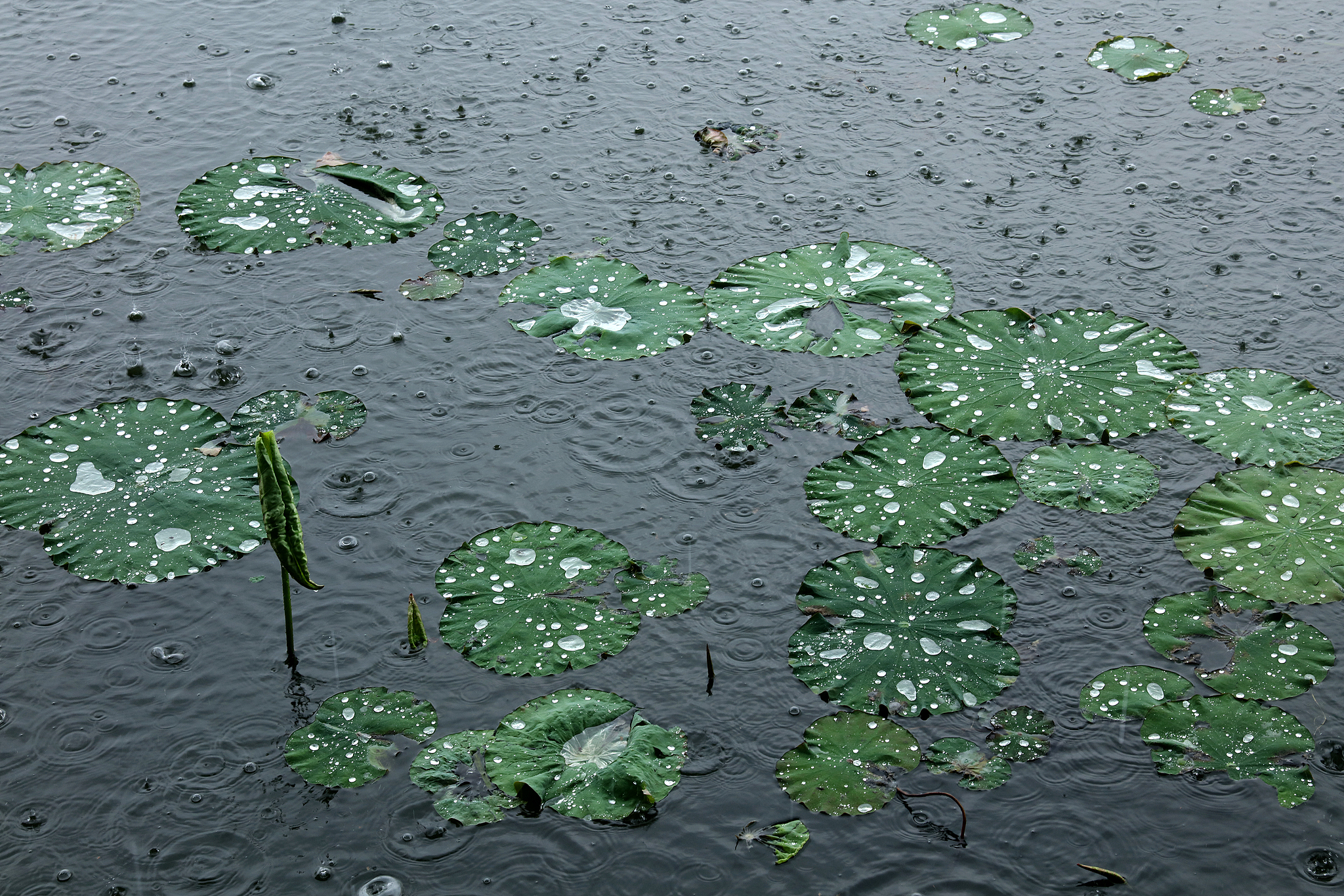 Rainwater pour onto the lotus leaves in the West Lake in Hangzhou, Zhejiang Province, east China, May 24, 2026. /VCG
