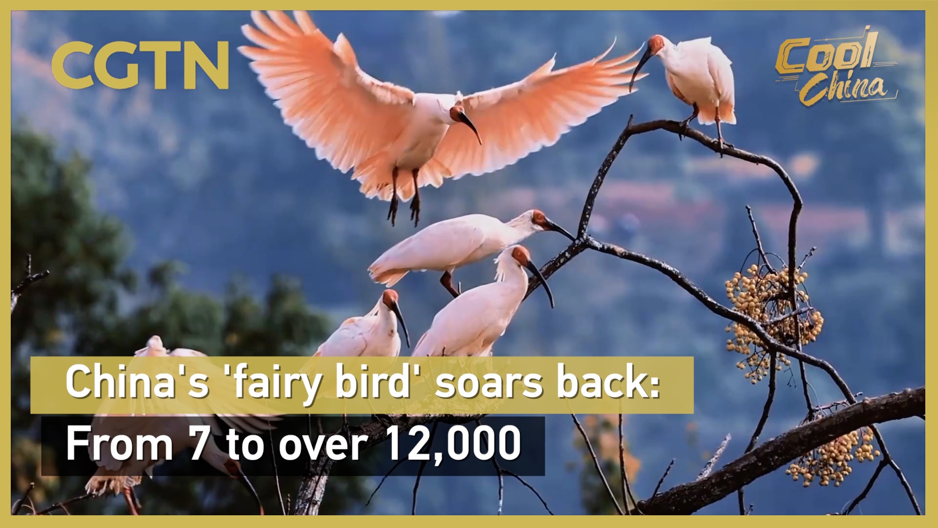 China's 'fairy bird' soars back: From 7 to over 12,000