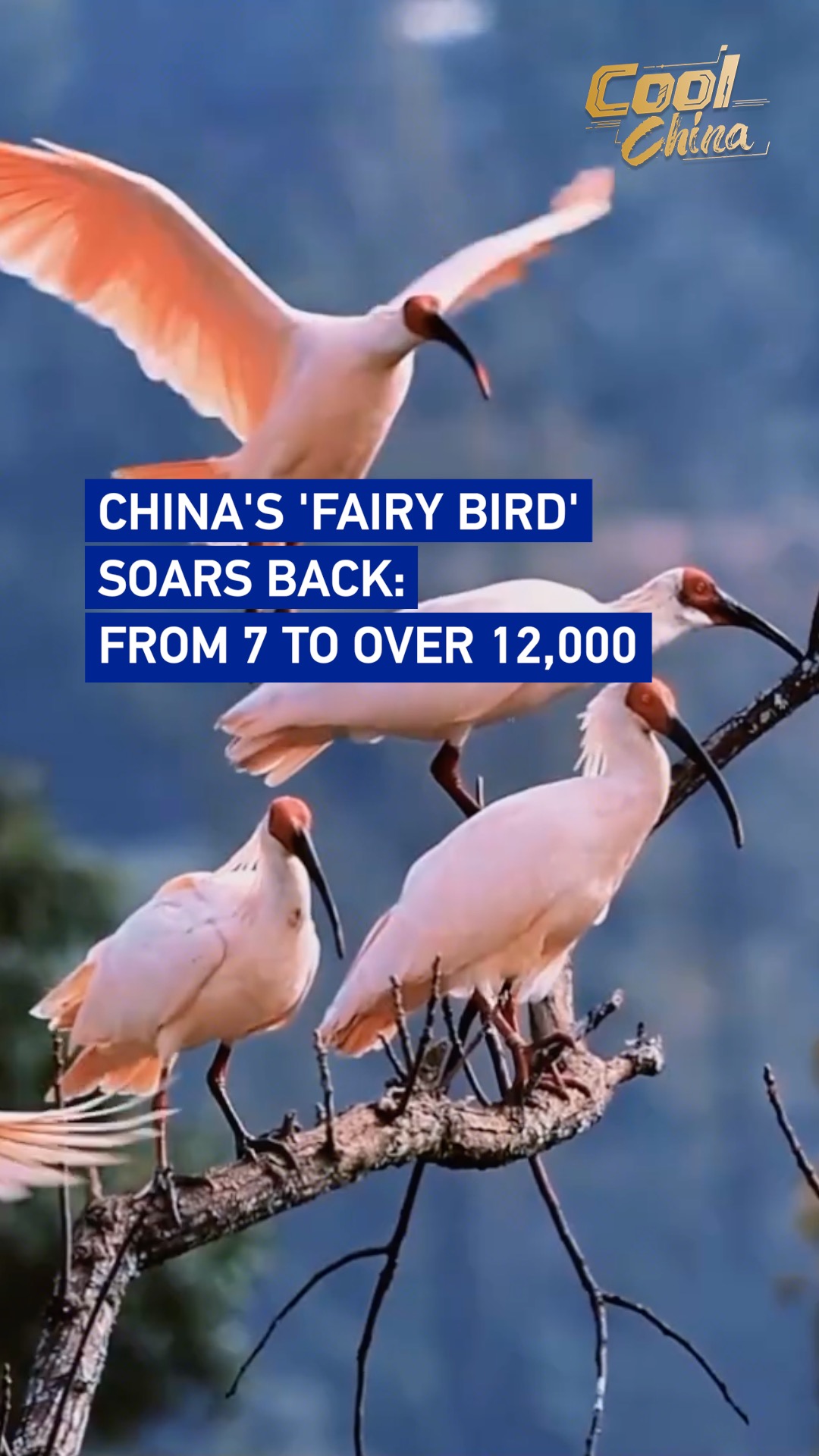 China's 'fairy bird' soars back: From 7 to over 12,000