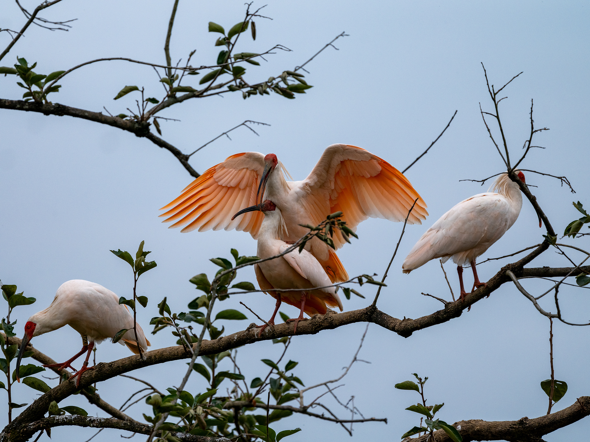 Crested ibises are seen in Hanzhong, Shaanxi Province, northwest China, November 3, 2025. /VCG