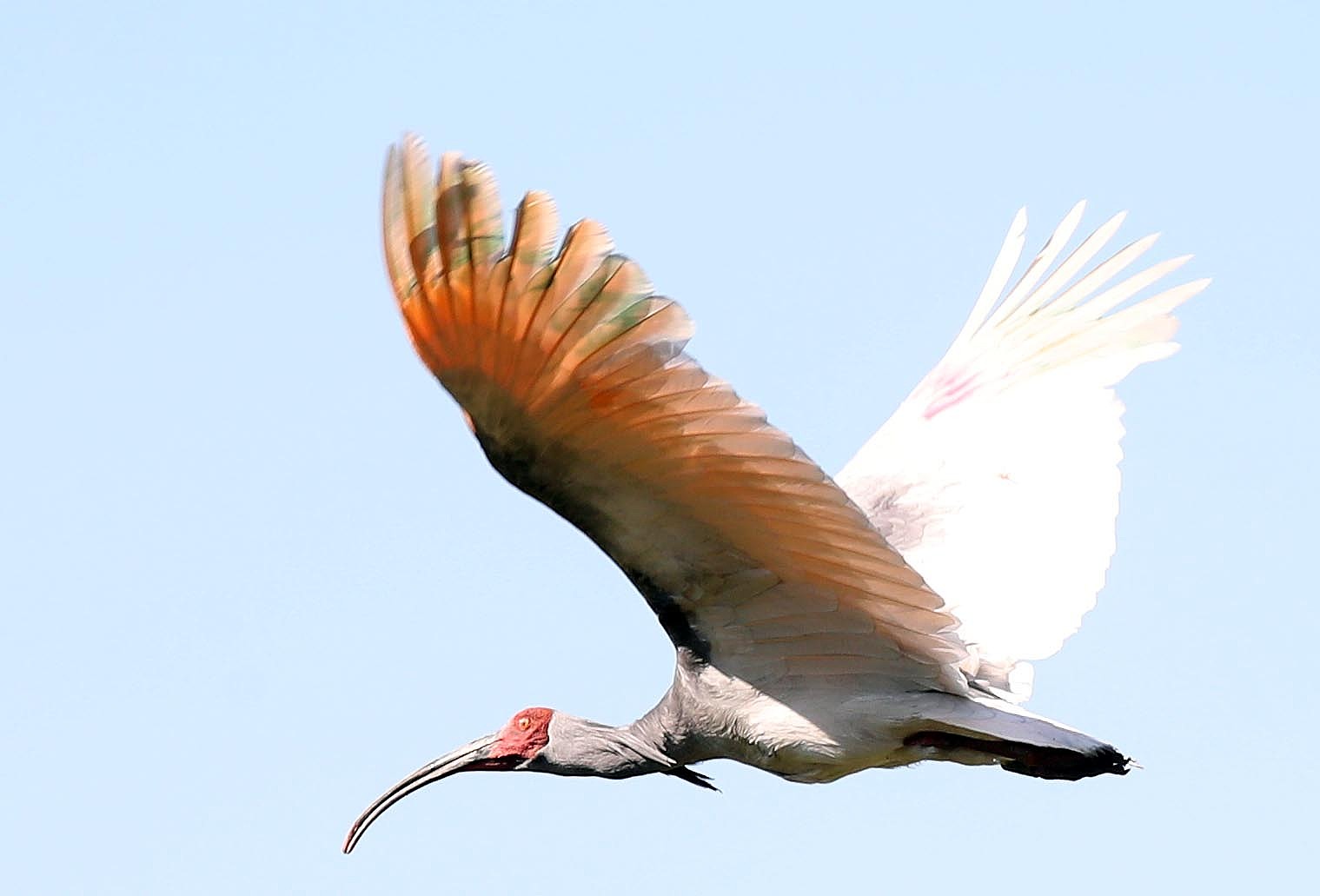 Dozens of crested ibises are released into the wild in South Gyeongsang Province, Republic of Korea, May 22, 2019. /VCG