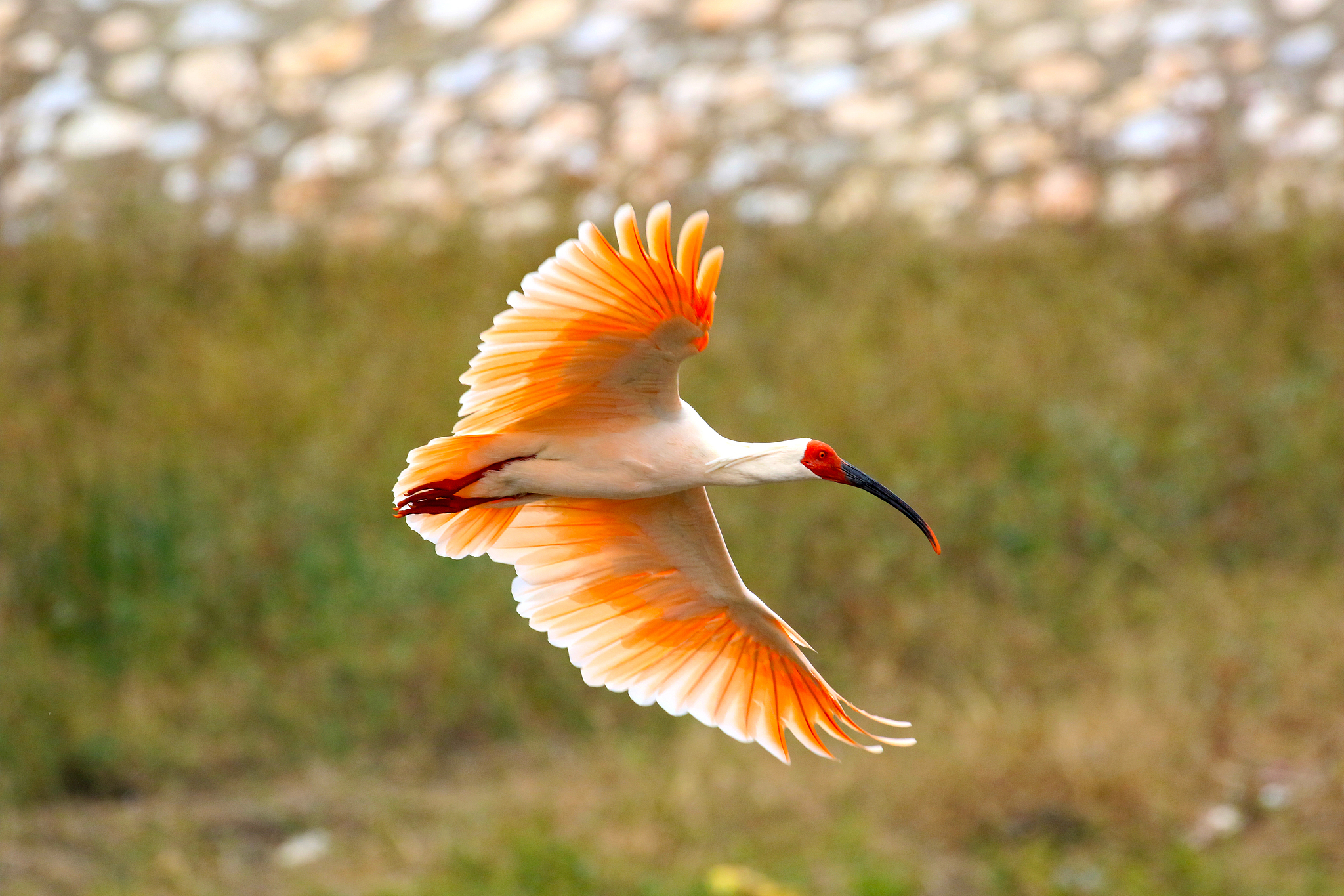 A crested ibis in Yangxian County, Shaanxi Province, northwest China. /VCG
