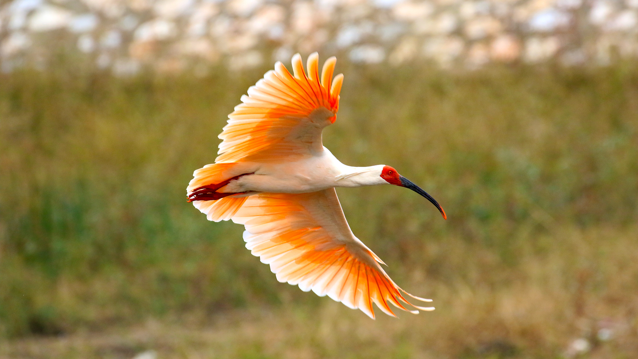 Crested ibis population soars from just 7 to over 12,000 globally