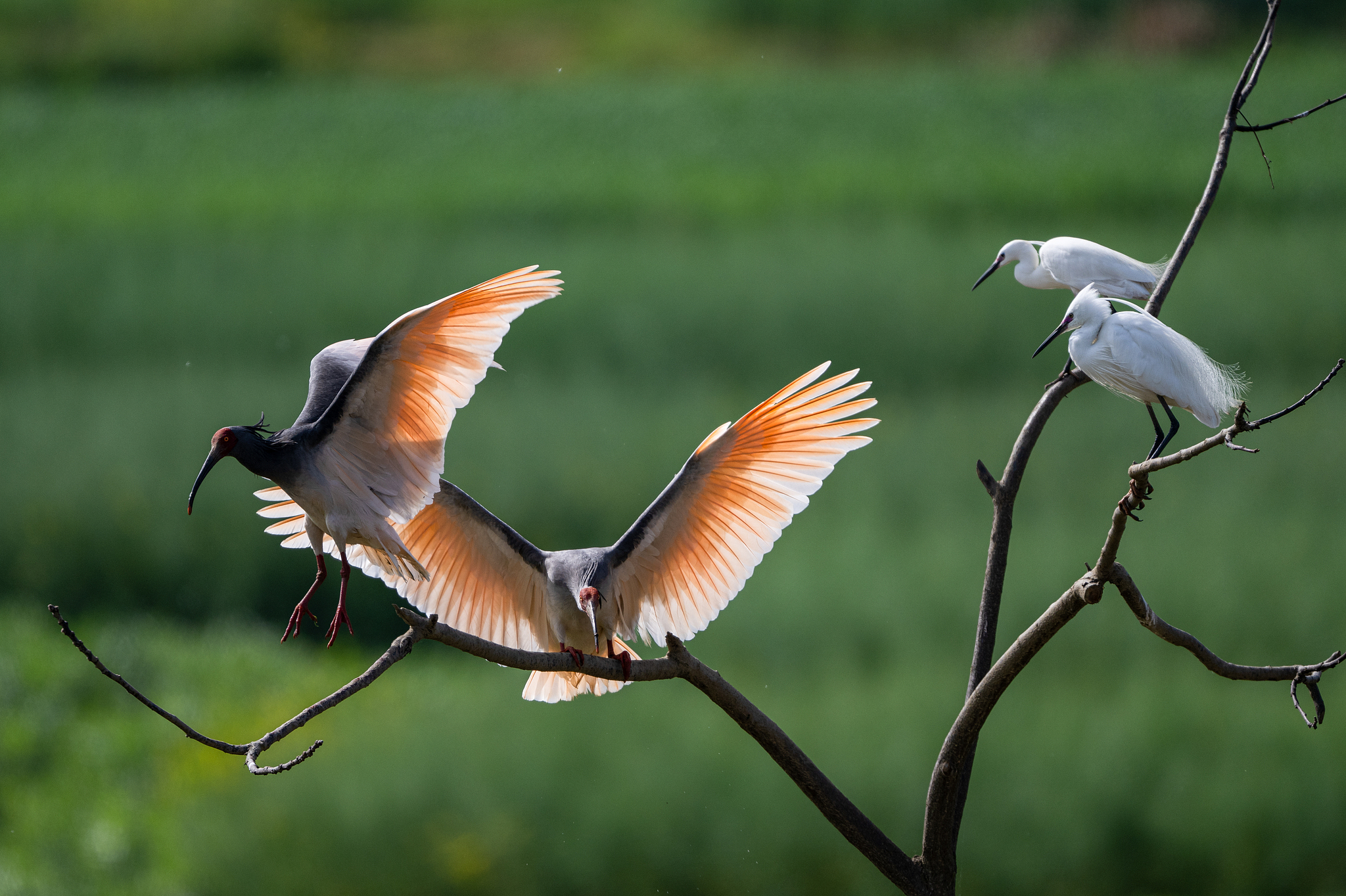Crested ibises and little egrets are seen in Yangxian County, Shaanxi Province, northwest China, April 4, 2026. /VCG