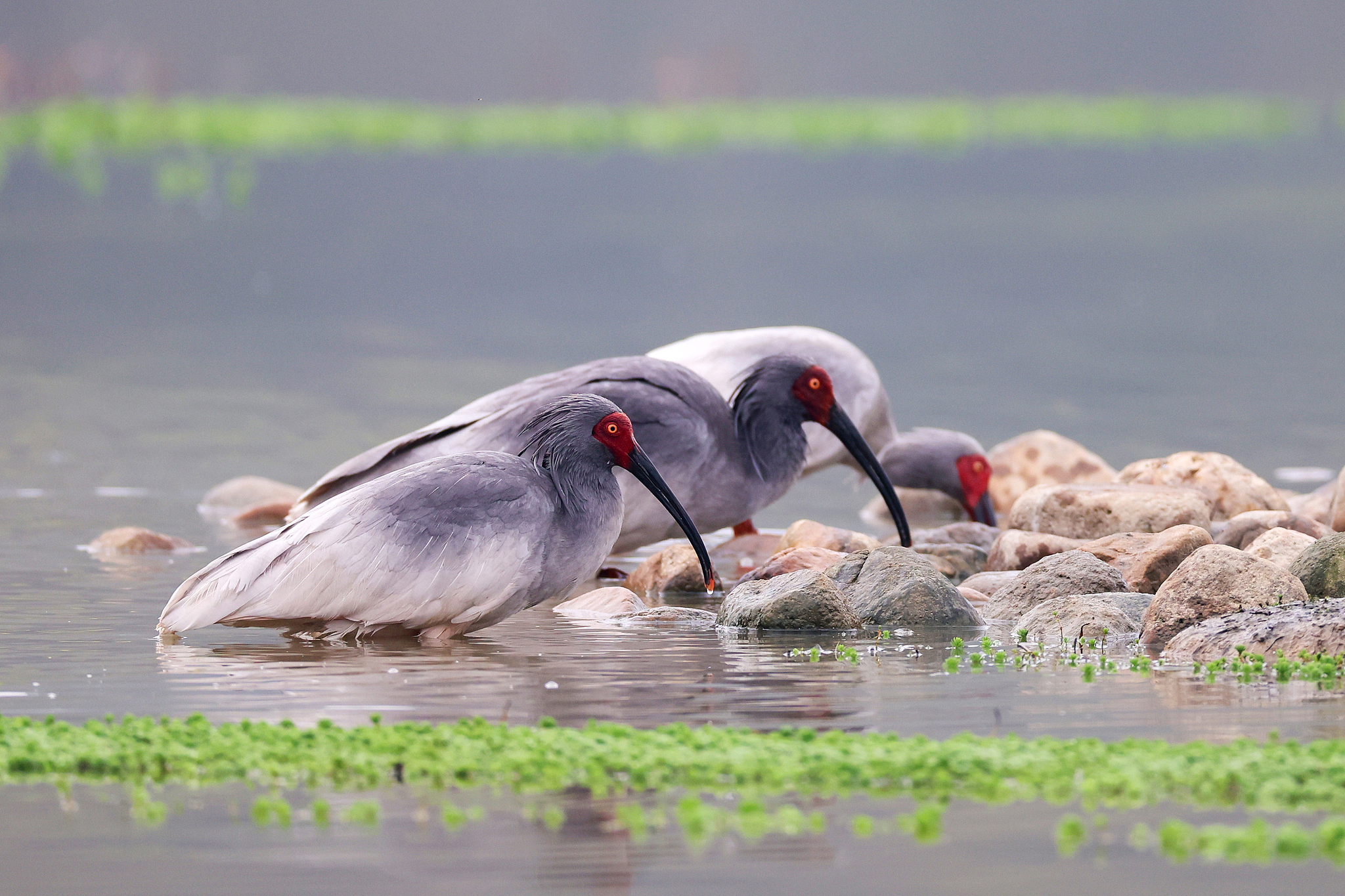Crested ibises are seen in Luoshan County, Henan Province, central China, March 24, 2026. /VCG