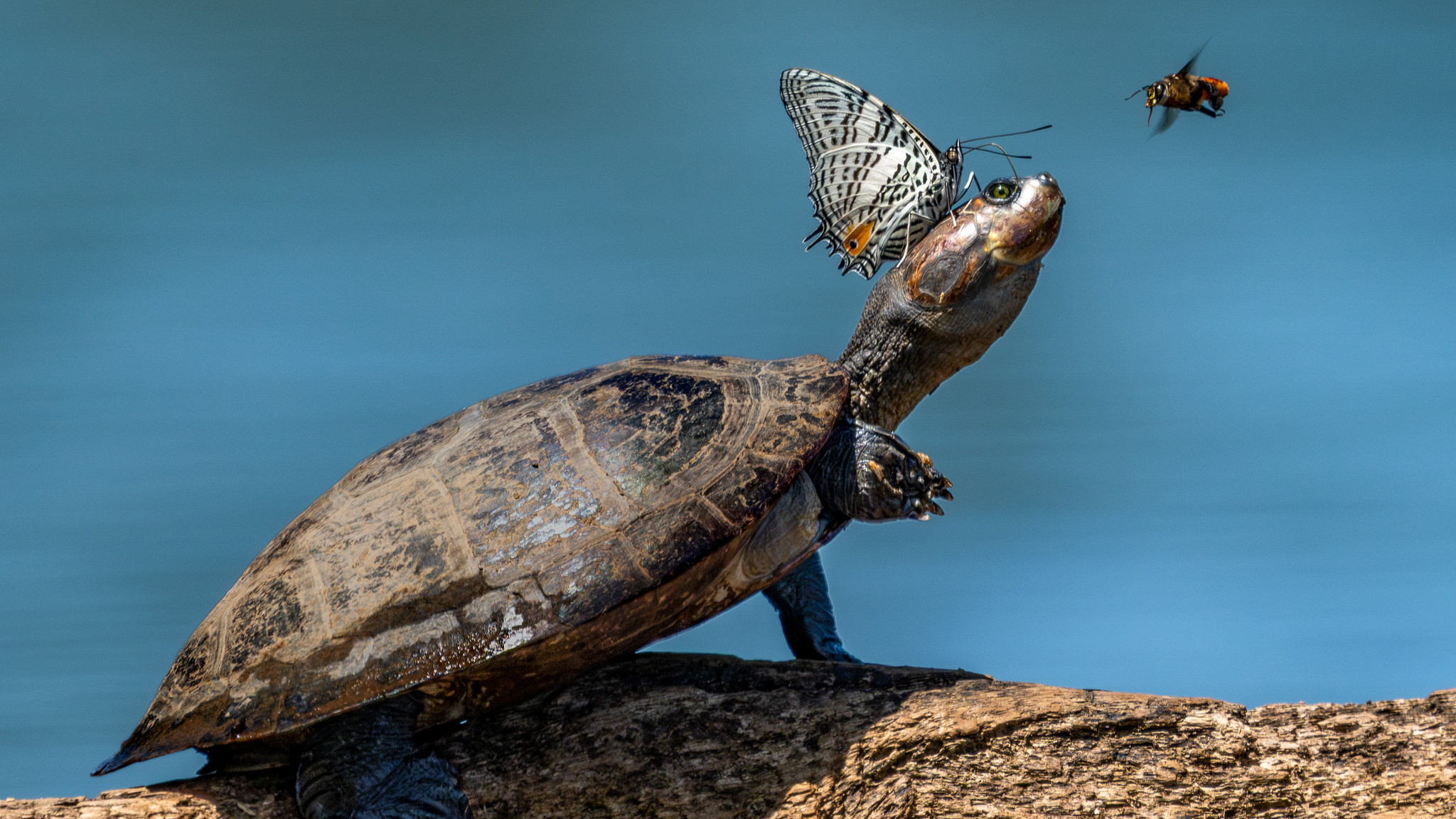 This unusual wildlife interaction was captured at Tres Chimaeras Lake in the Peruvian Amazon, Peru and shows the butterfly on the South American side-necked turtle as it draws down the nutrients from its tears. /VCG