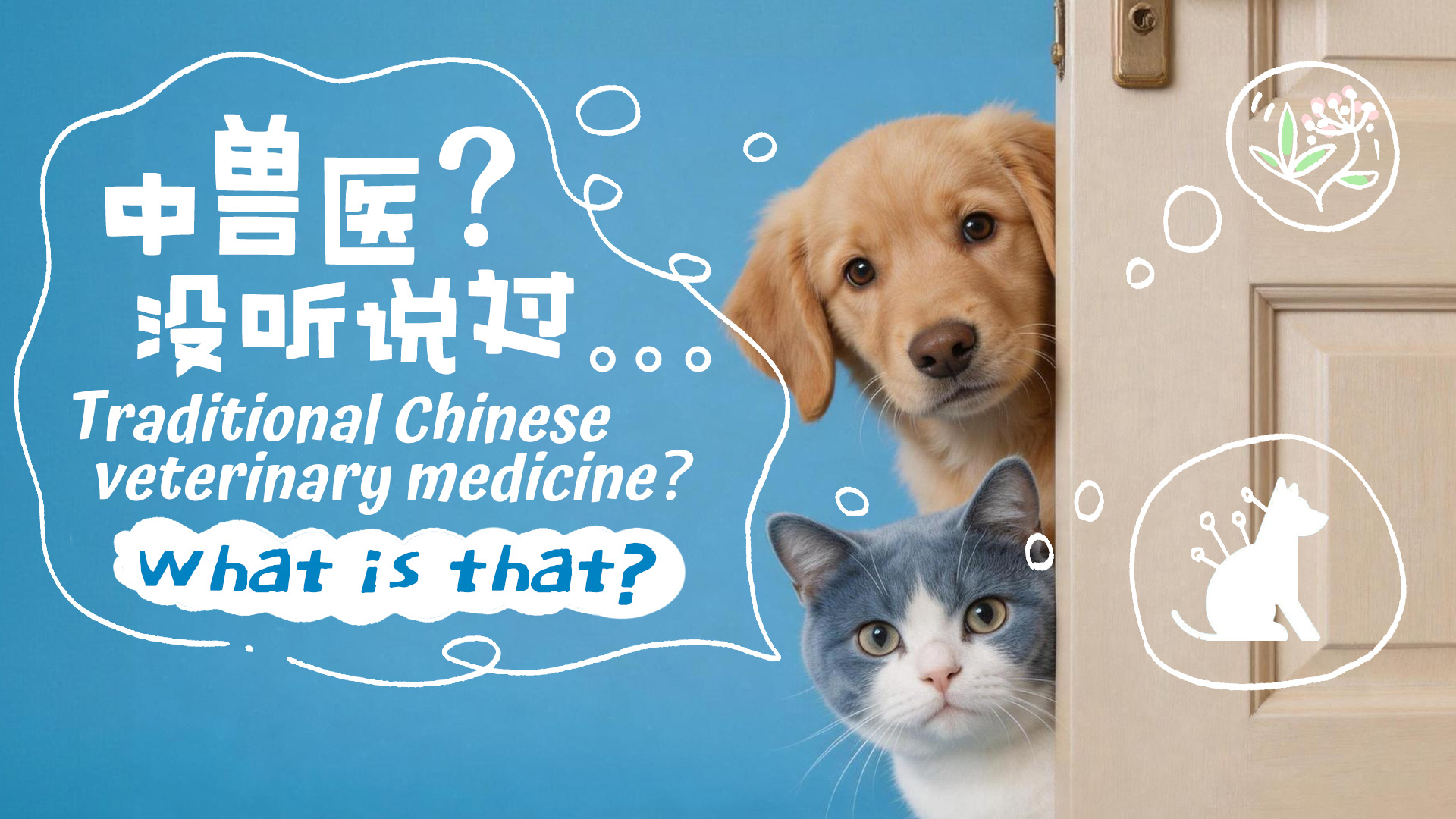 Trailer: Ancient China's 'paw-fect' remedy