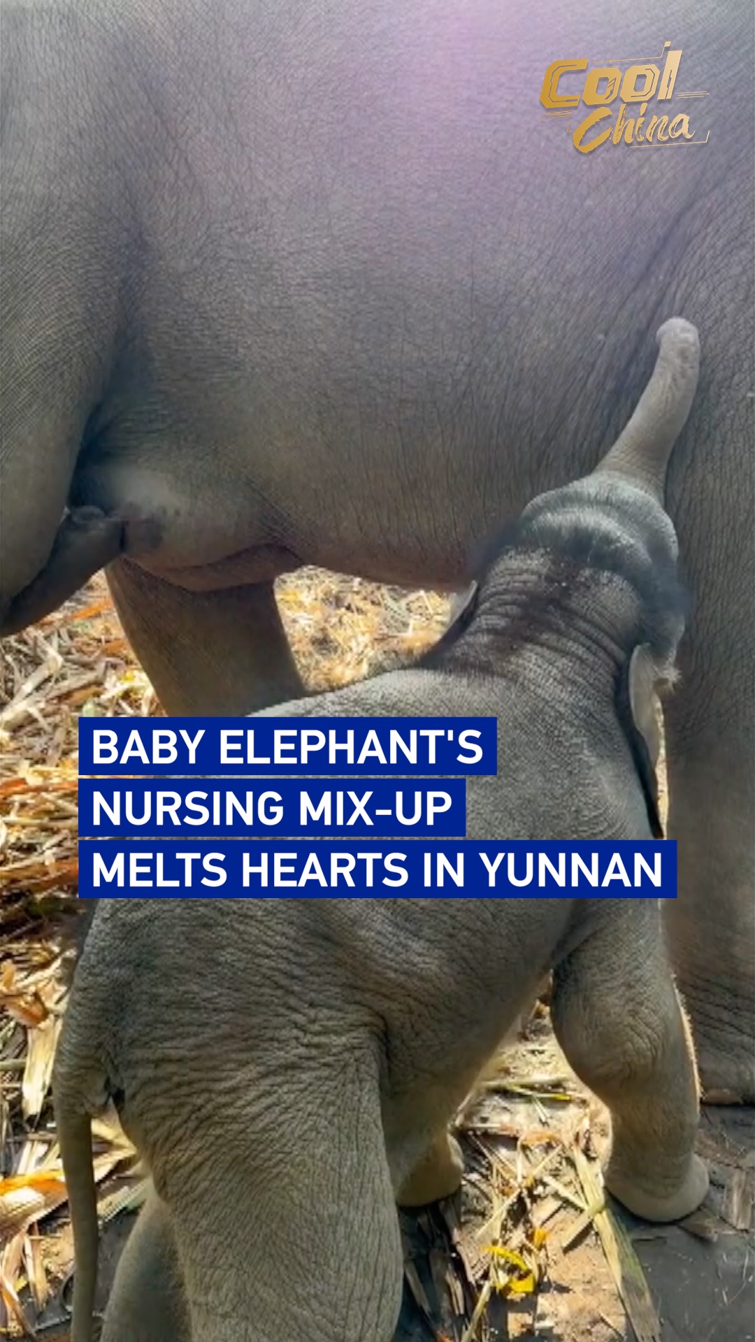 Baby elephant's nursing mix-up melts hearts in Yunnan