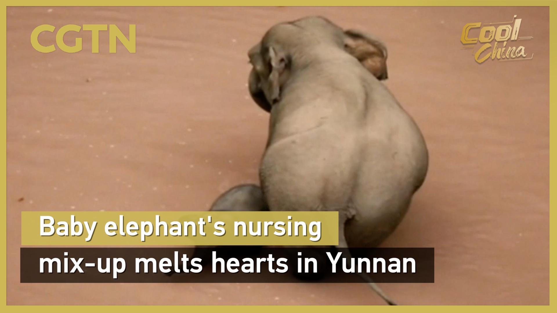 Baby elephant's nursing mix-up melts hearts in Yunnan