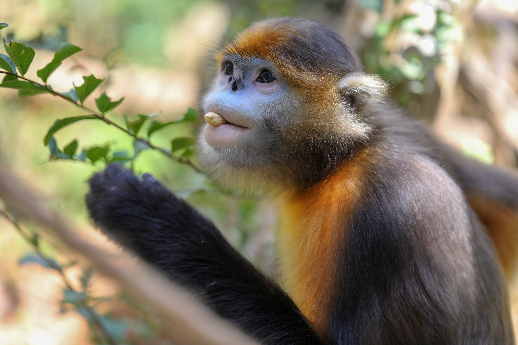 A Guizhou snub-nosed monkey at the research center in Tongren, Guizhou Province, southwest China, August 27, 2024. /VCG