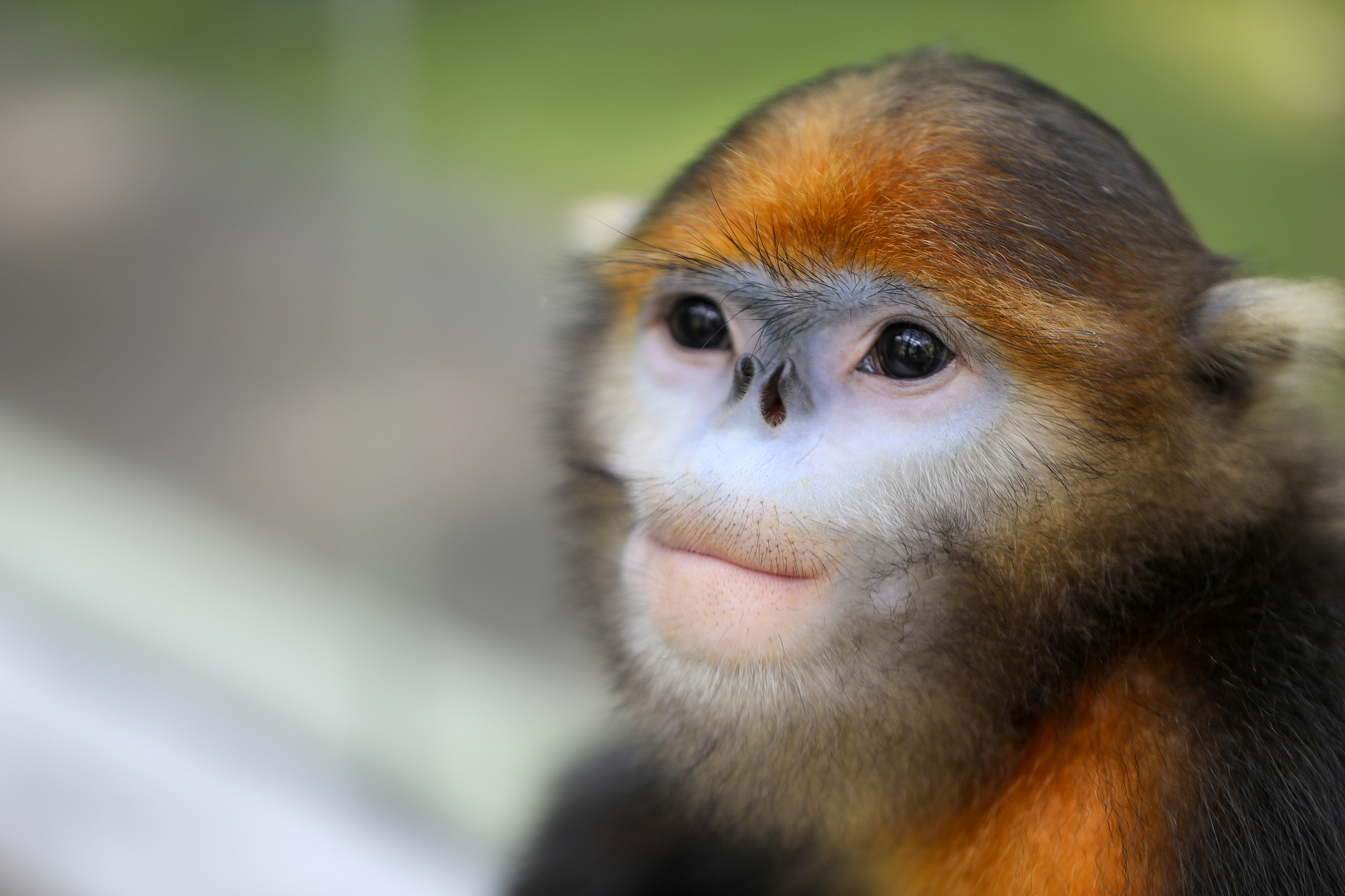 A Guizhou snub-nosed monkey at the research center in Tongren, Guizhou Province, southwest China, August 27, 2024. /VCG
