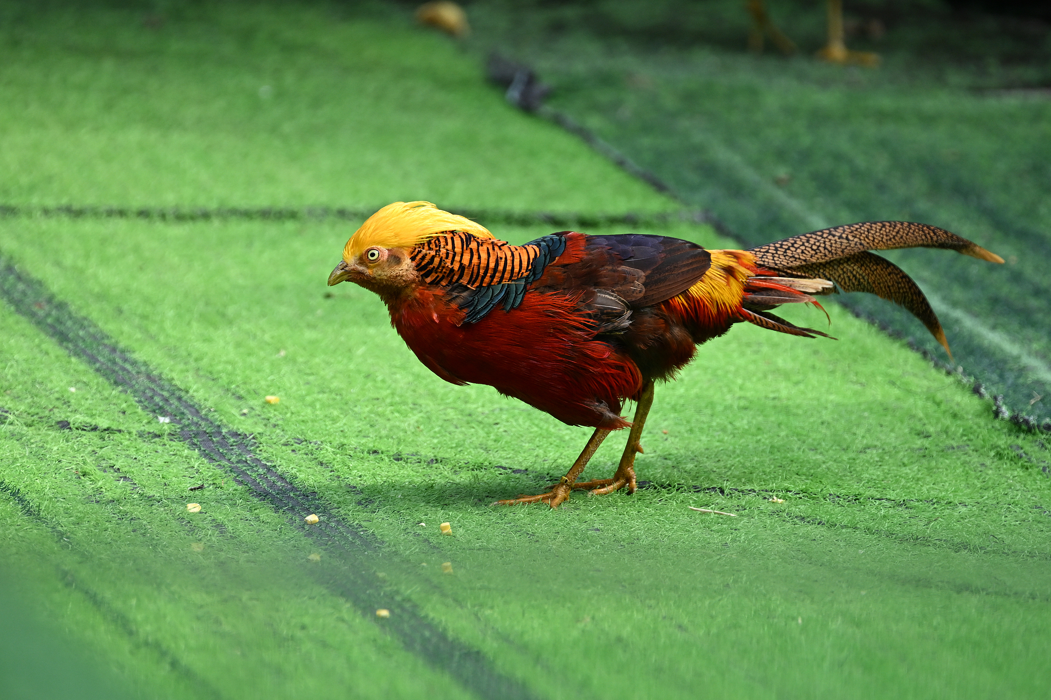 A male golden pheasant. /VCG