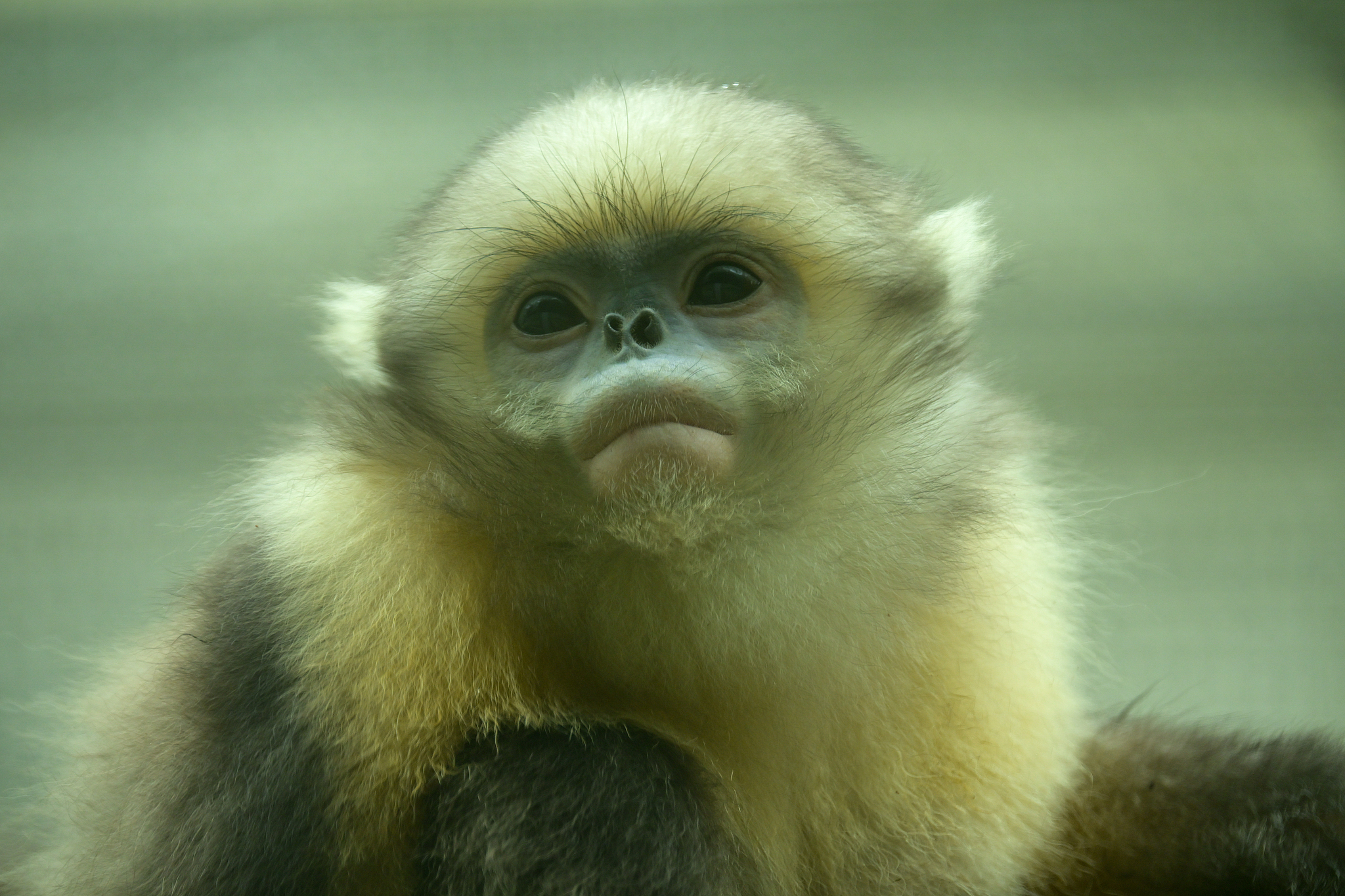 A Guizhou snub-nosed monkey at the research center in Tongren, Guizhou Province, southwest China, February 17, 2025. /VCG
