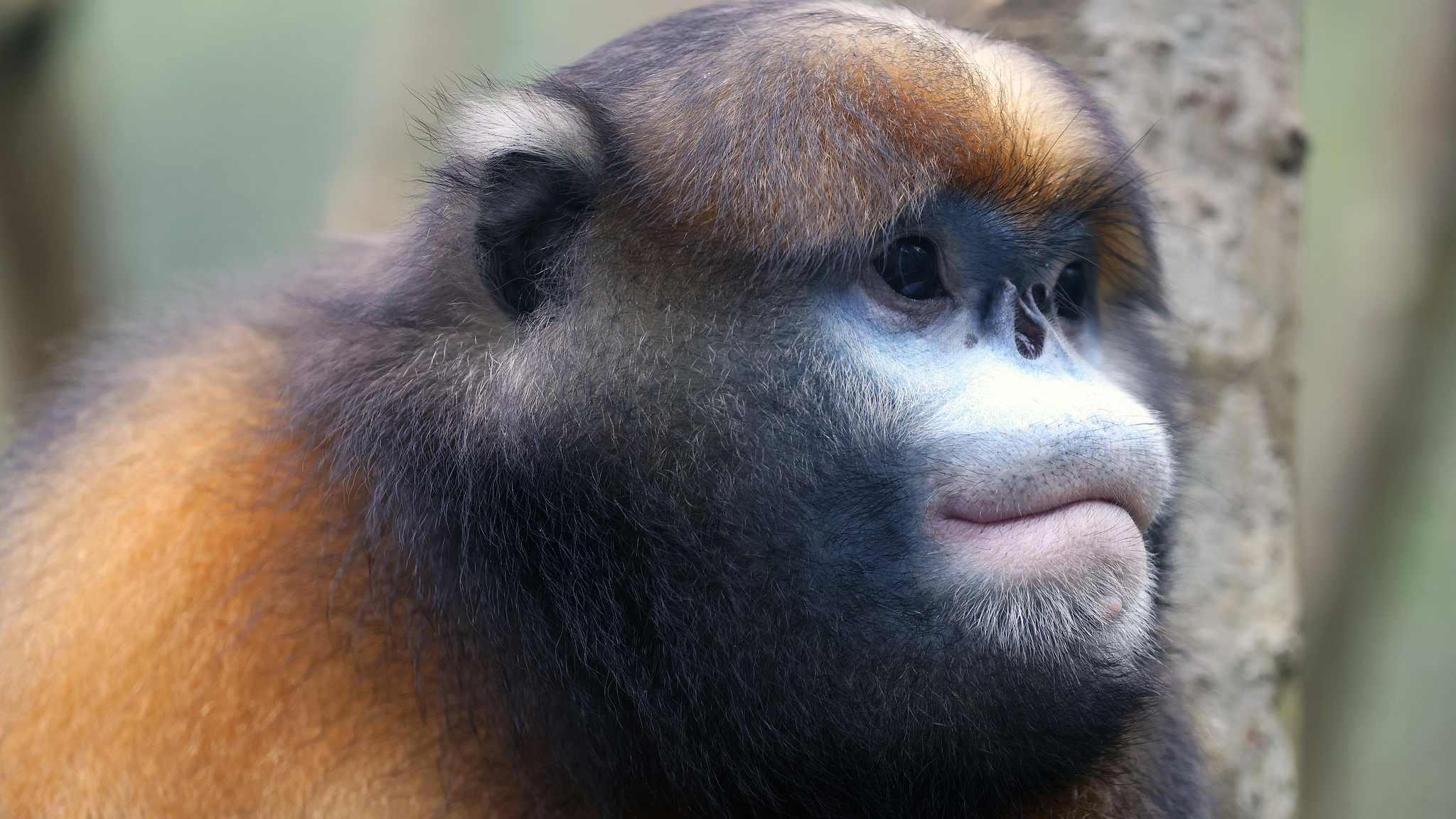 China's world natural heritage site boosts protection for rare monkeys