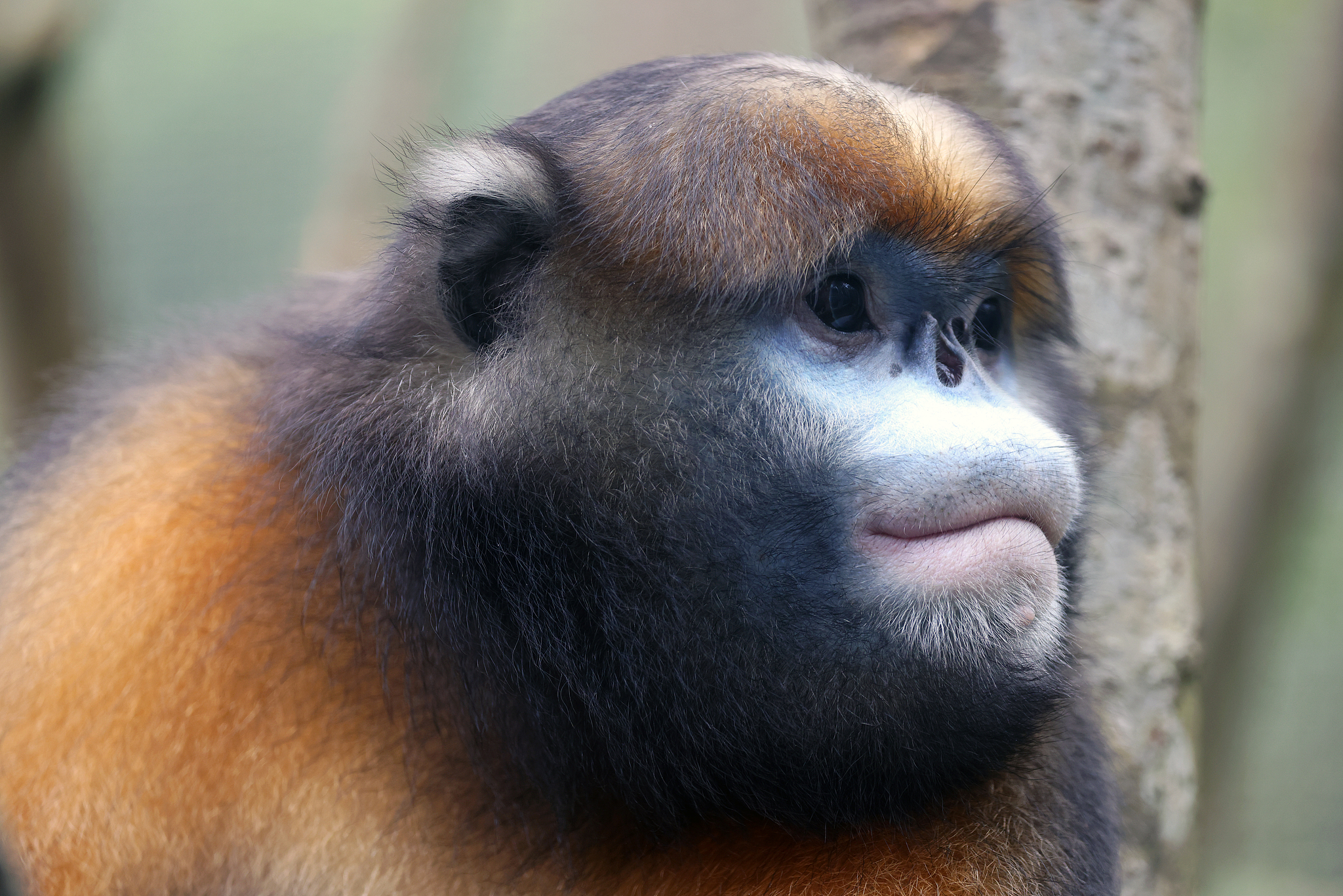 A Guizhou snub-nosed monkey. /VCG