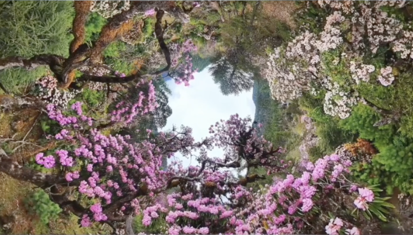 Flowers in every direction in Xizang Autonomous Region