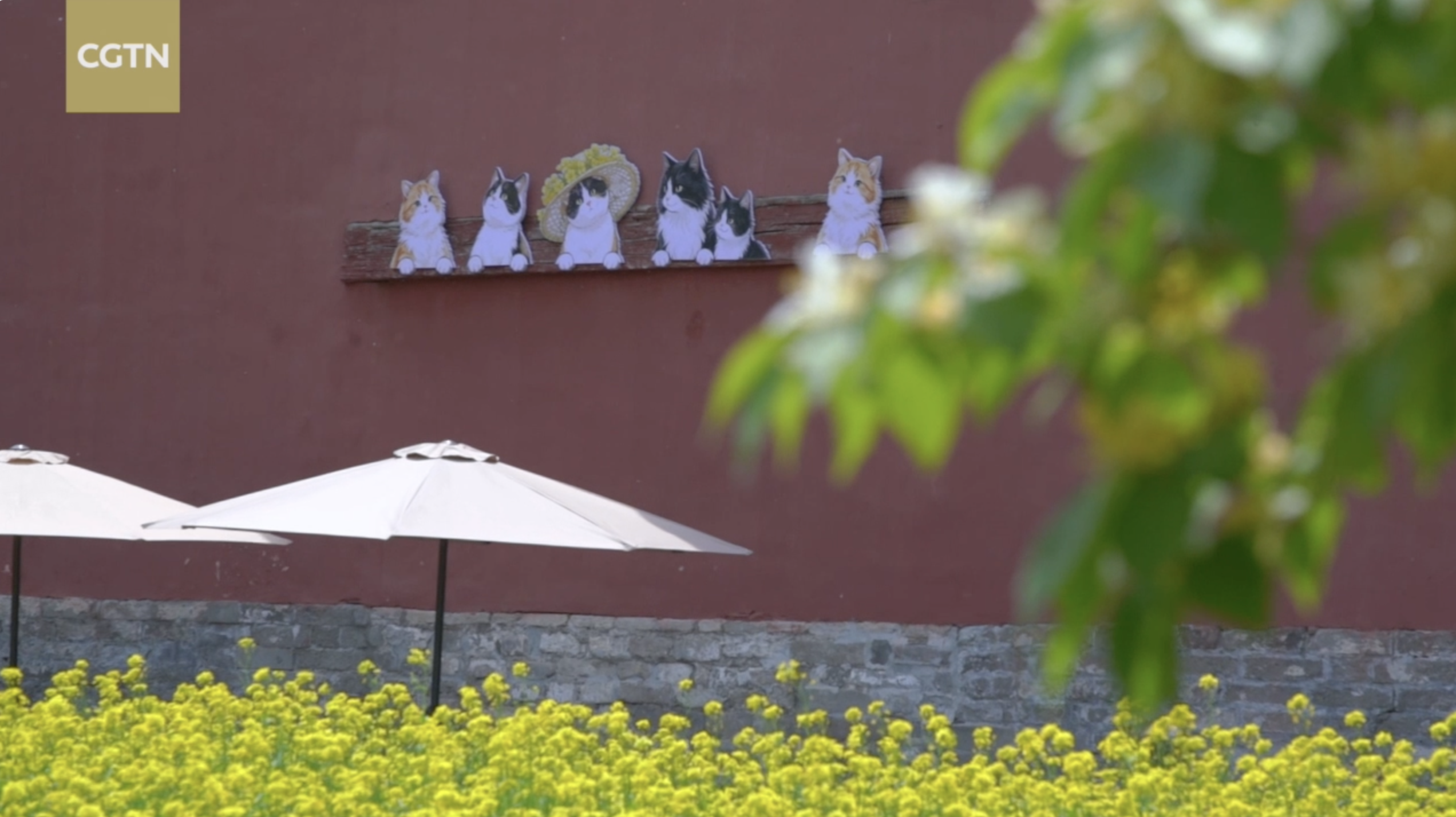 Golden blooms, ancient walls