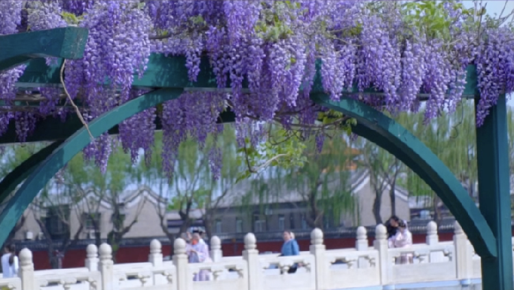 Lavender falls in Beijing
