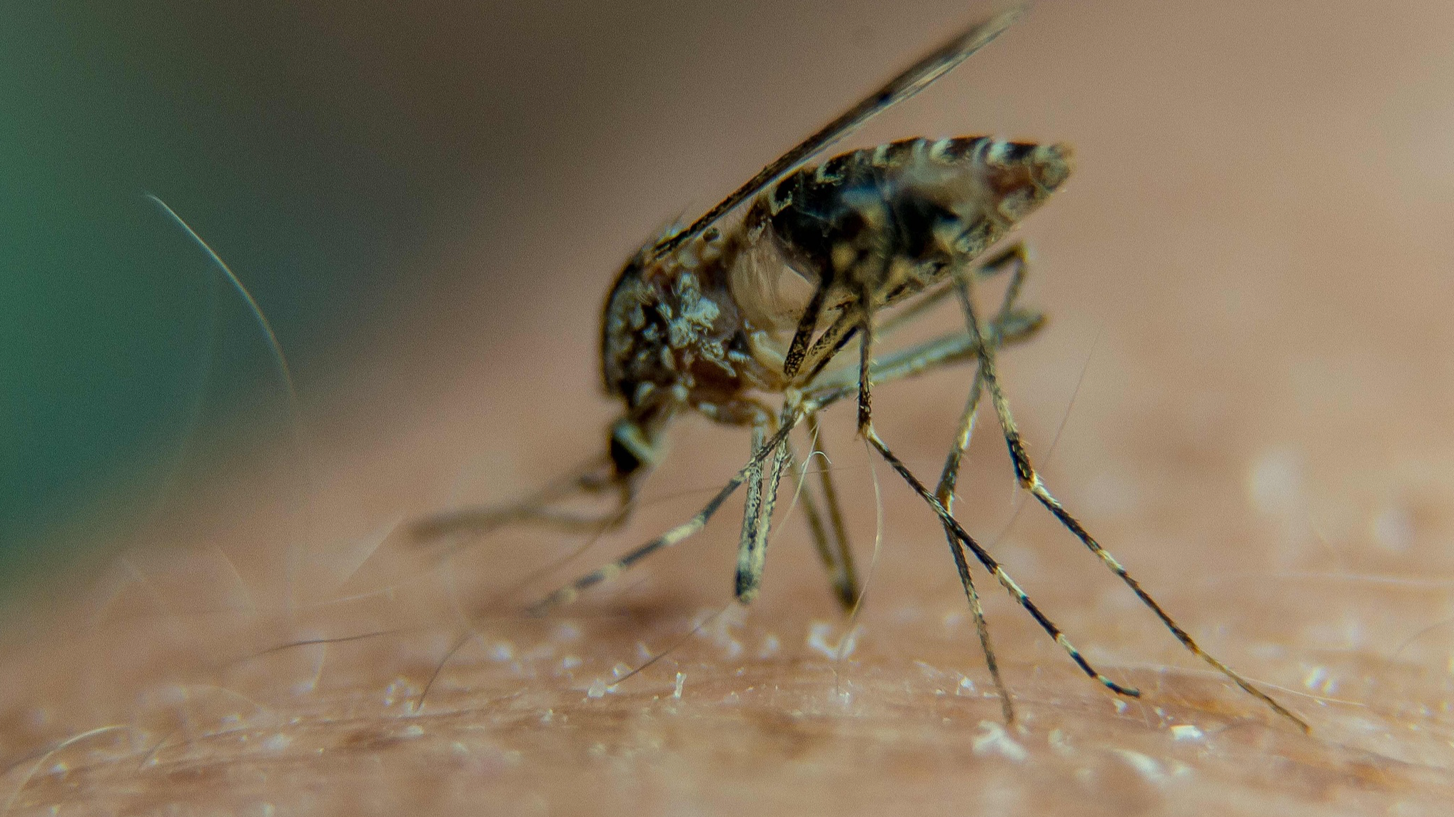 Yemen faces growing malaria threat amid fragile healthcare system