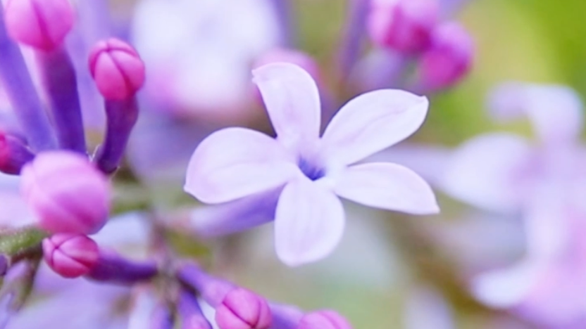 Lilacs are blooming all over Harbin