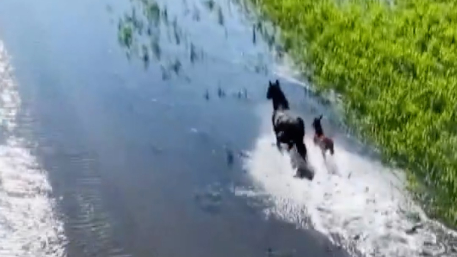 Mare and foal gallop freely through verdant wetlands of Xinjiang