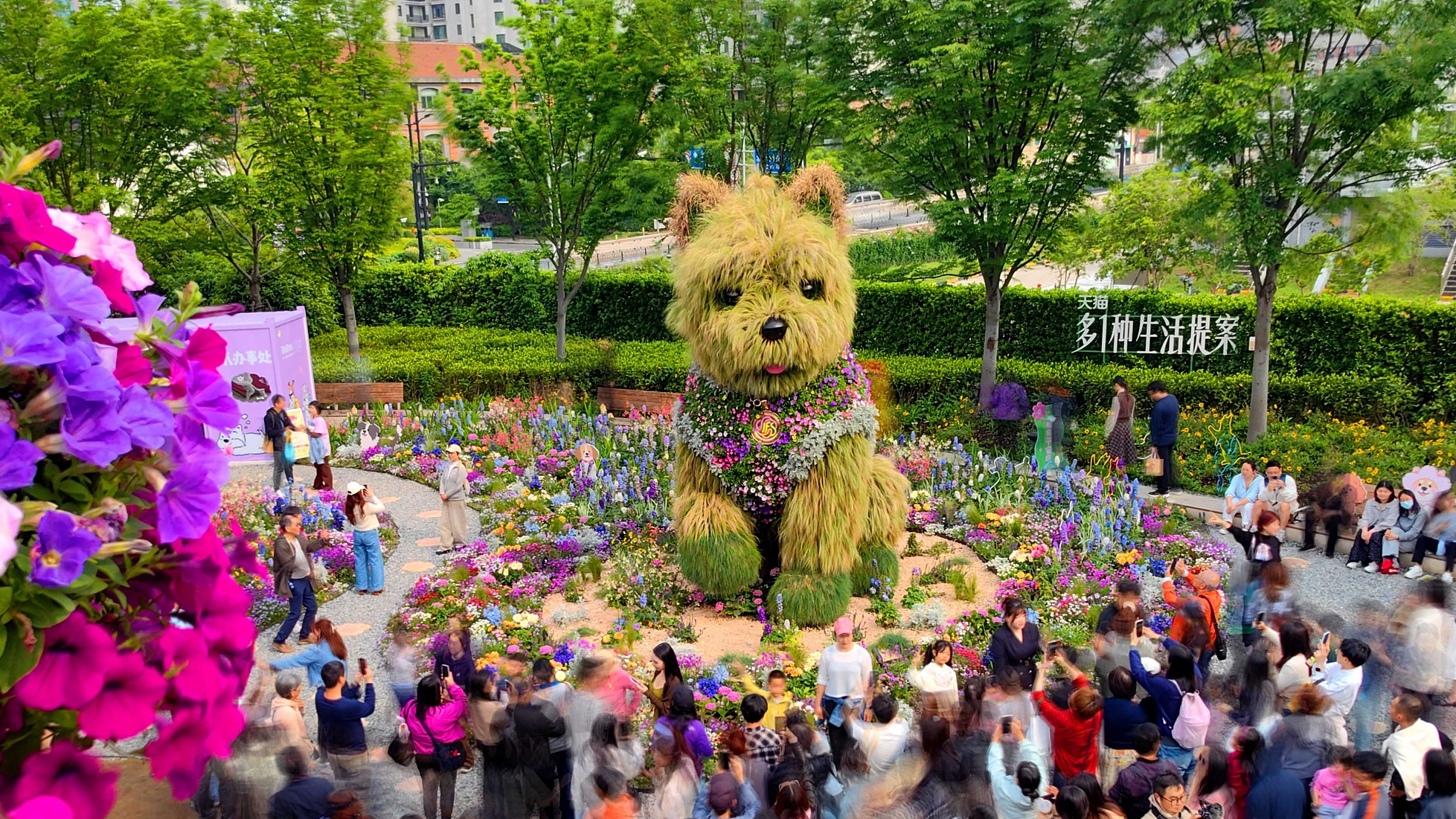 Puppy love: How scruffy sculpture becomes Shanghai's softest symbol