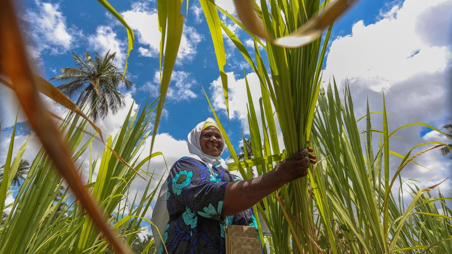 Tanzanian dairy farmer Tahiya Bauso Massawe works in her Juncao grass field in Zanzibar, Tanzania, September 19, 2025. /Xinhua