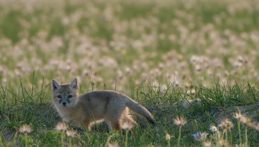 Summer cutie! This wild sand fox is melting hearts