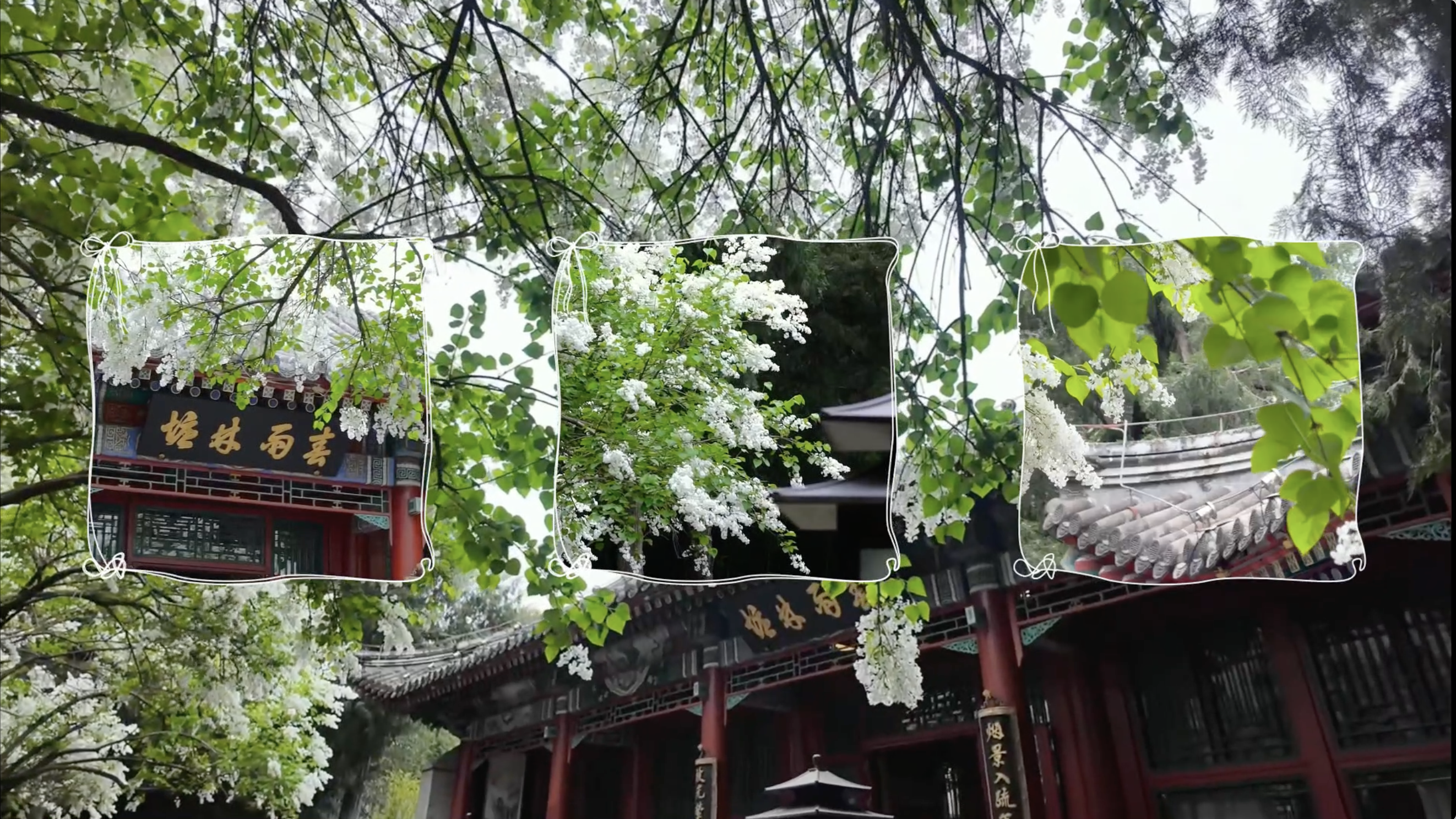 Where lilacs bloom, romance springs