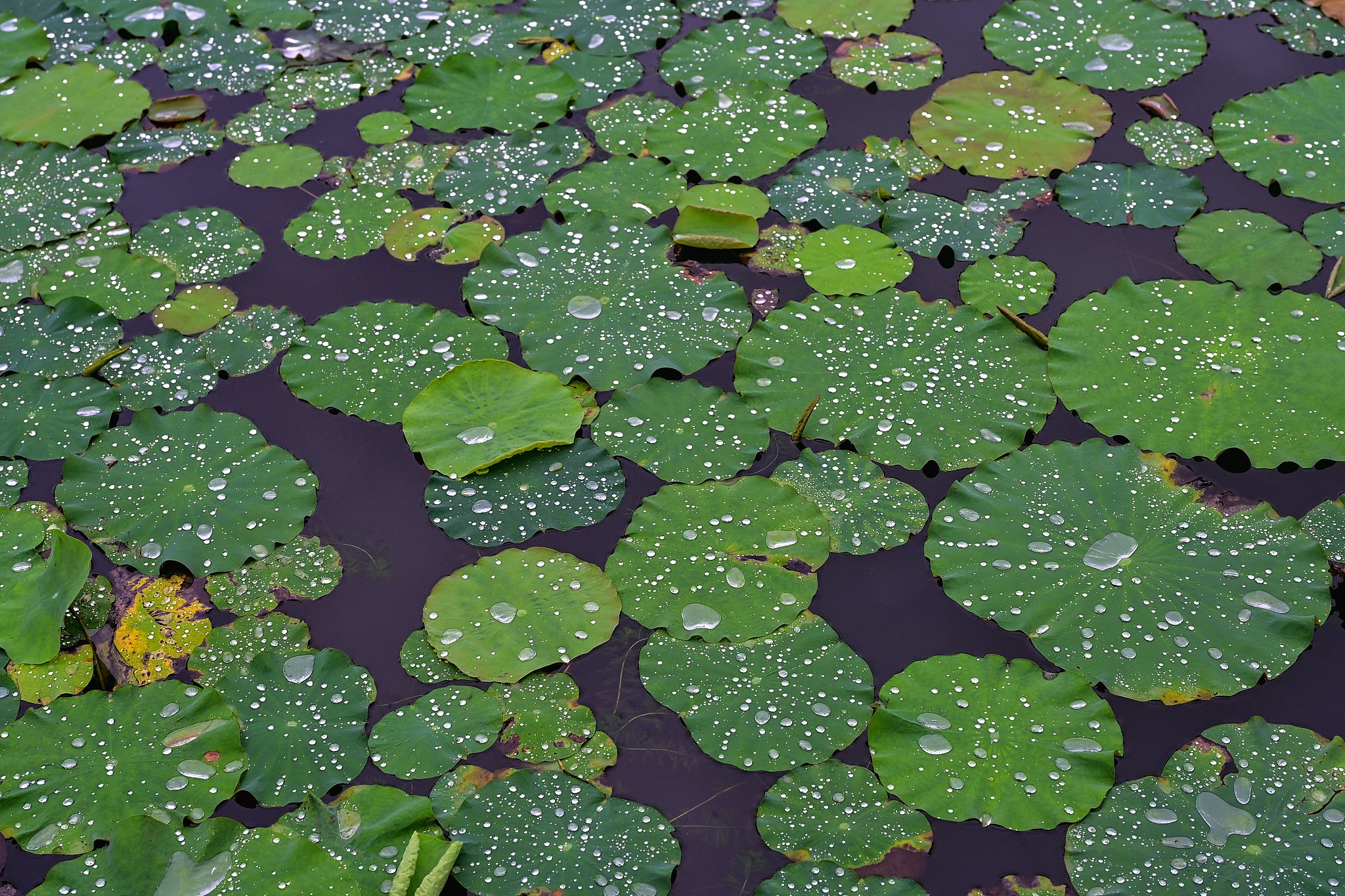 Raindrops glisten on lotus leaves at a park in Hangzhou City, east China's Zhejiang Province, May 26, 2026. /VCG