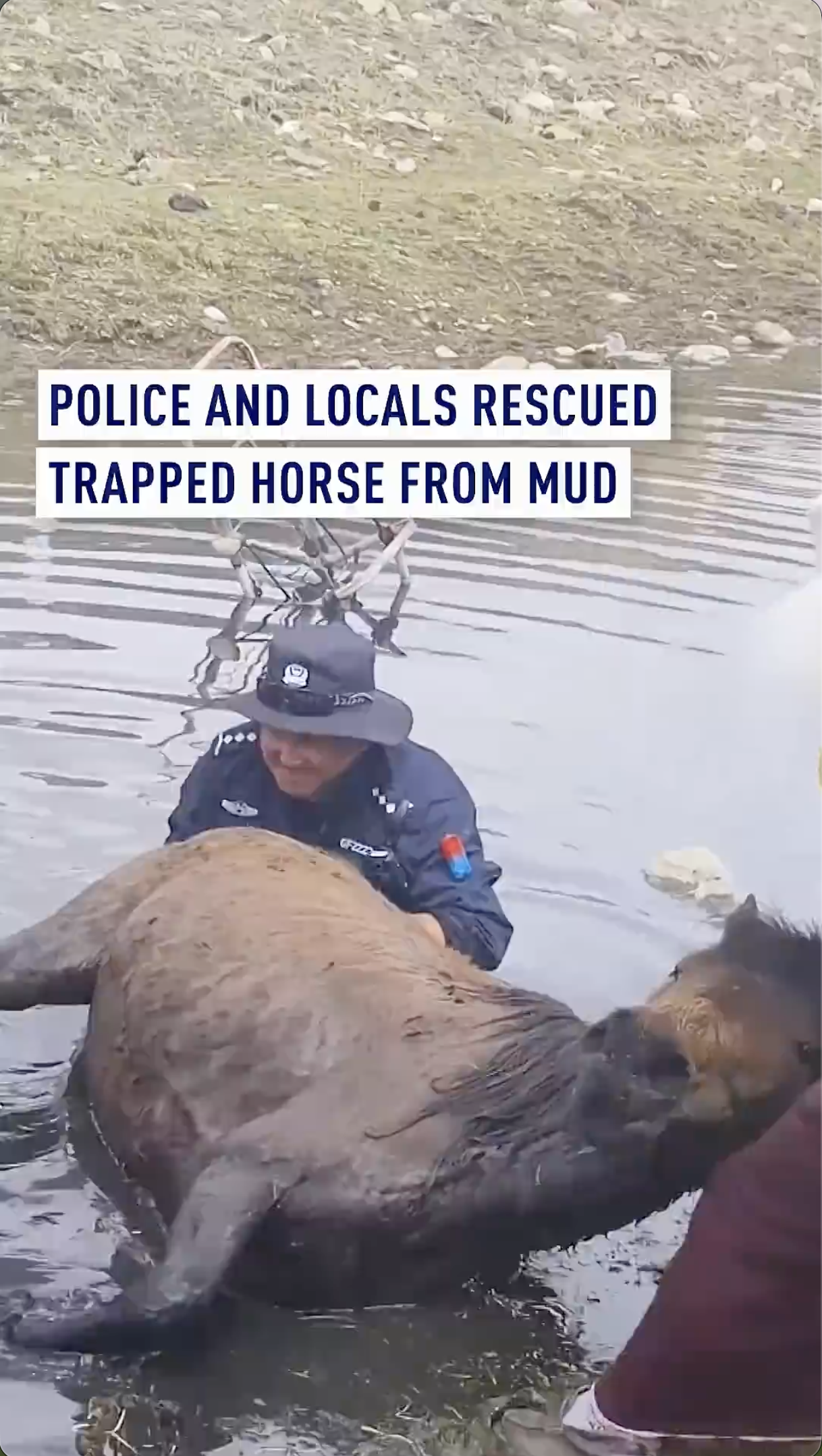 Police and locals rescue trapped horse from mud