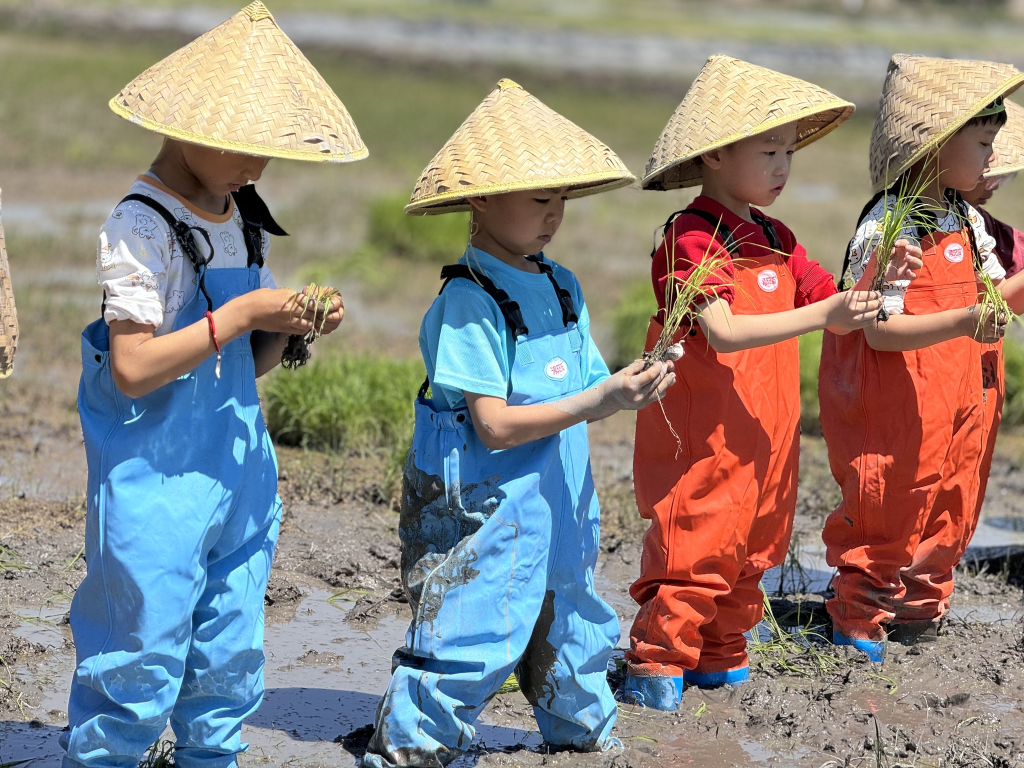 Children practice transplanting rice seedlings at a farm in Urumqi, northwest China's Xinjiang Uygur Autonomous Region, as part of their Children's Day celebrations. /VCG