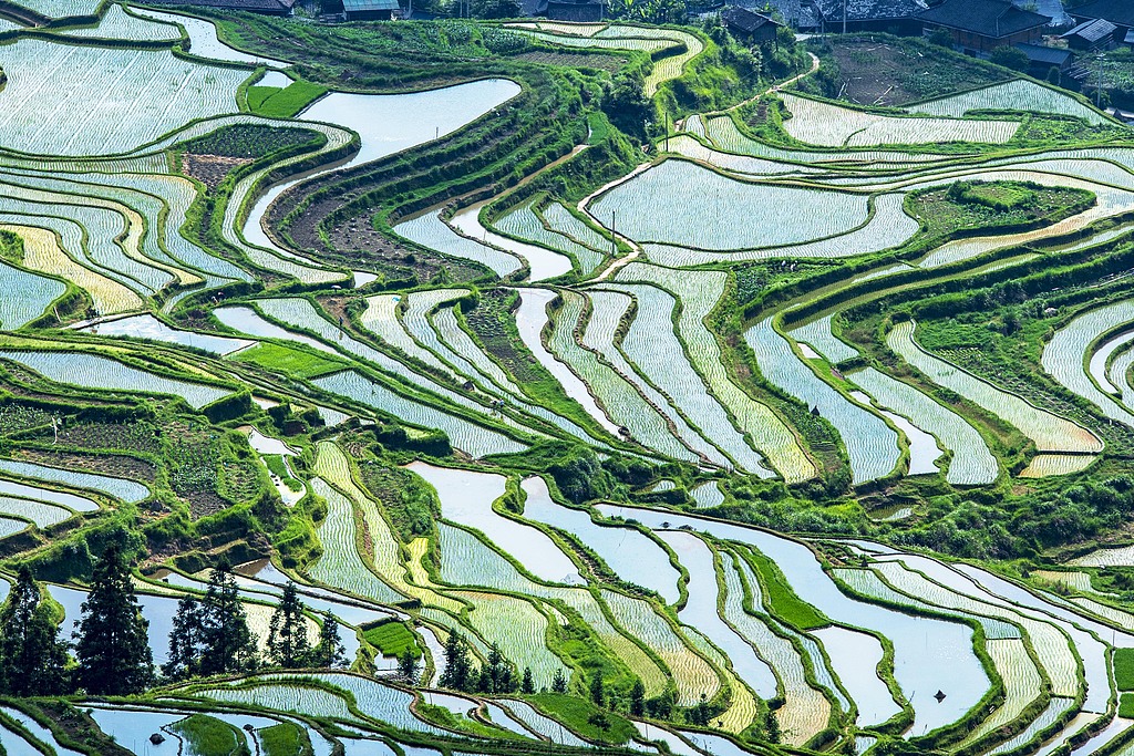 Layer upon layer of rice terraces stretch across the hillsides in a village in southwest China's Guizhou Province on May 26, 2026. /VCG